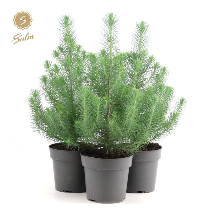 Picture of Pinus pinea 'Silver Crest' P17 40-50