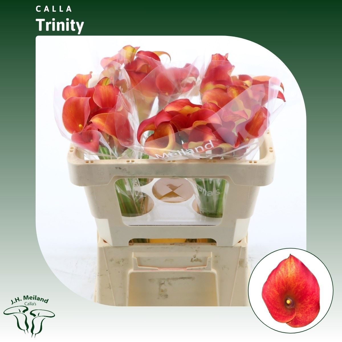 Calla Capt Trinity 50cm