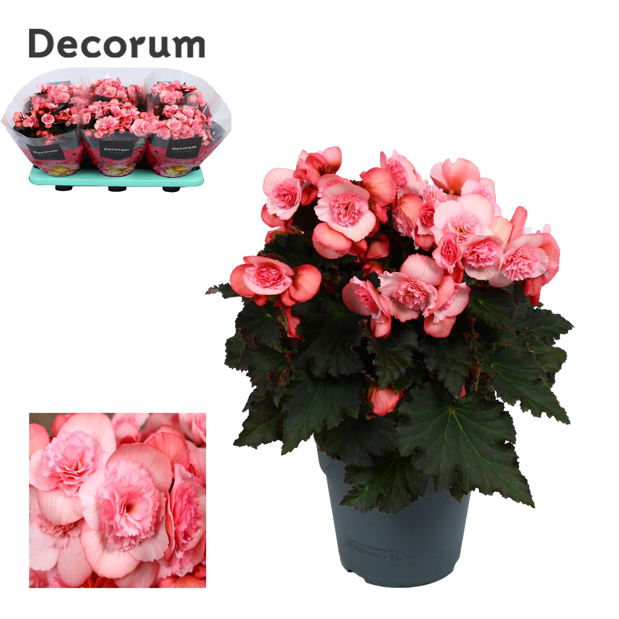 Begonia 'joy pink' licht rose Decorum