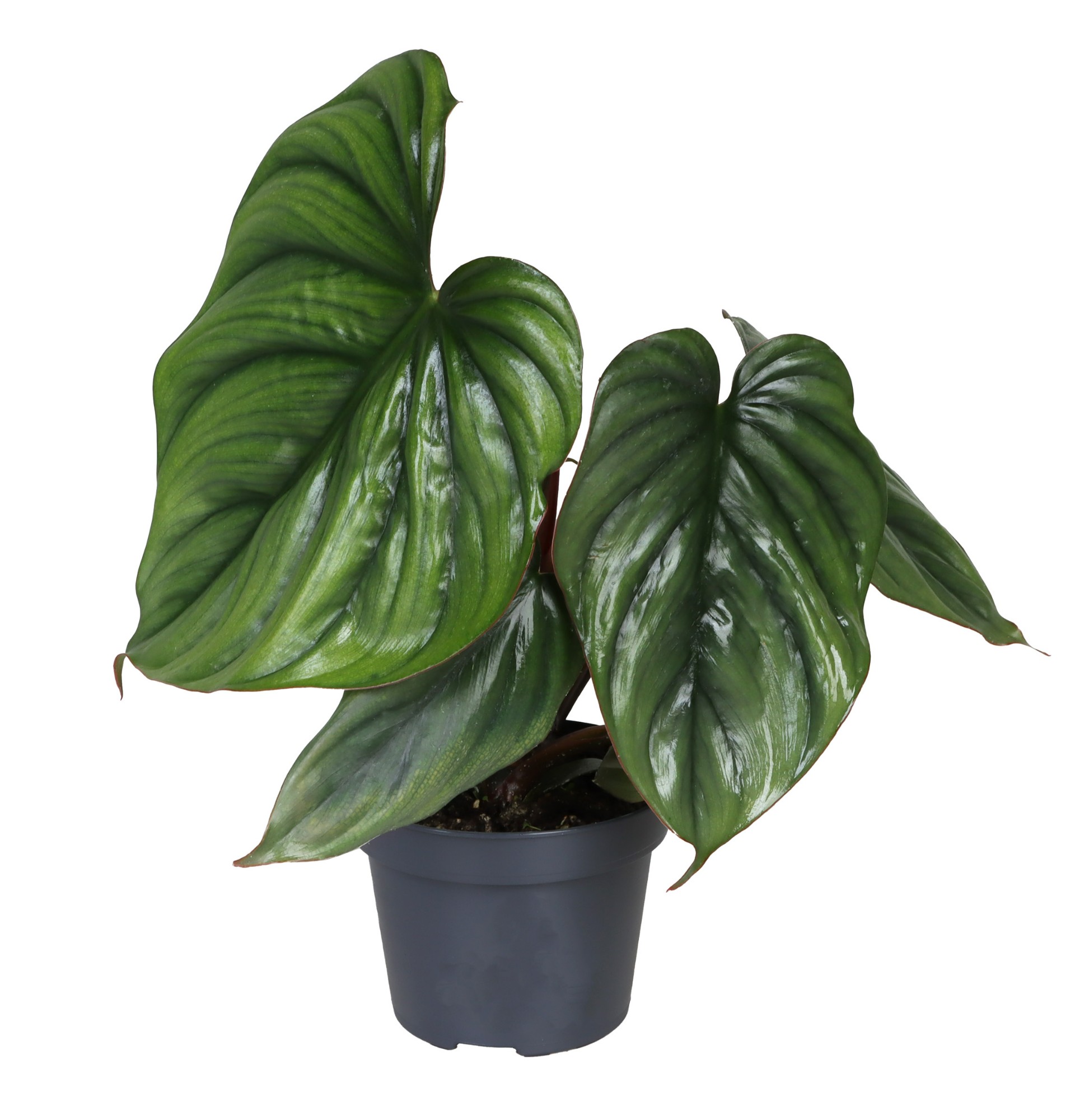 Picture of Philodendron Colombia P12 35CM