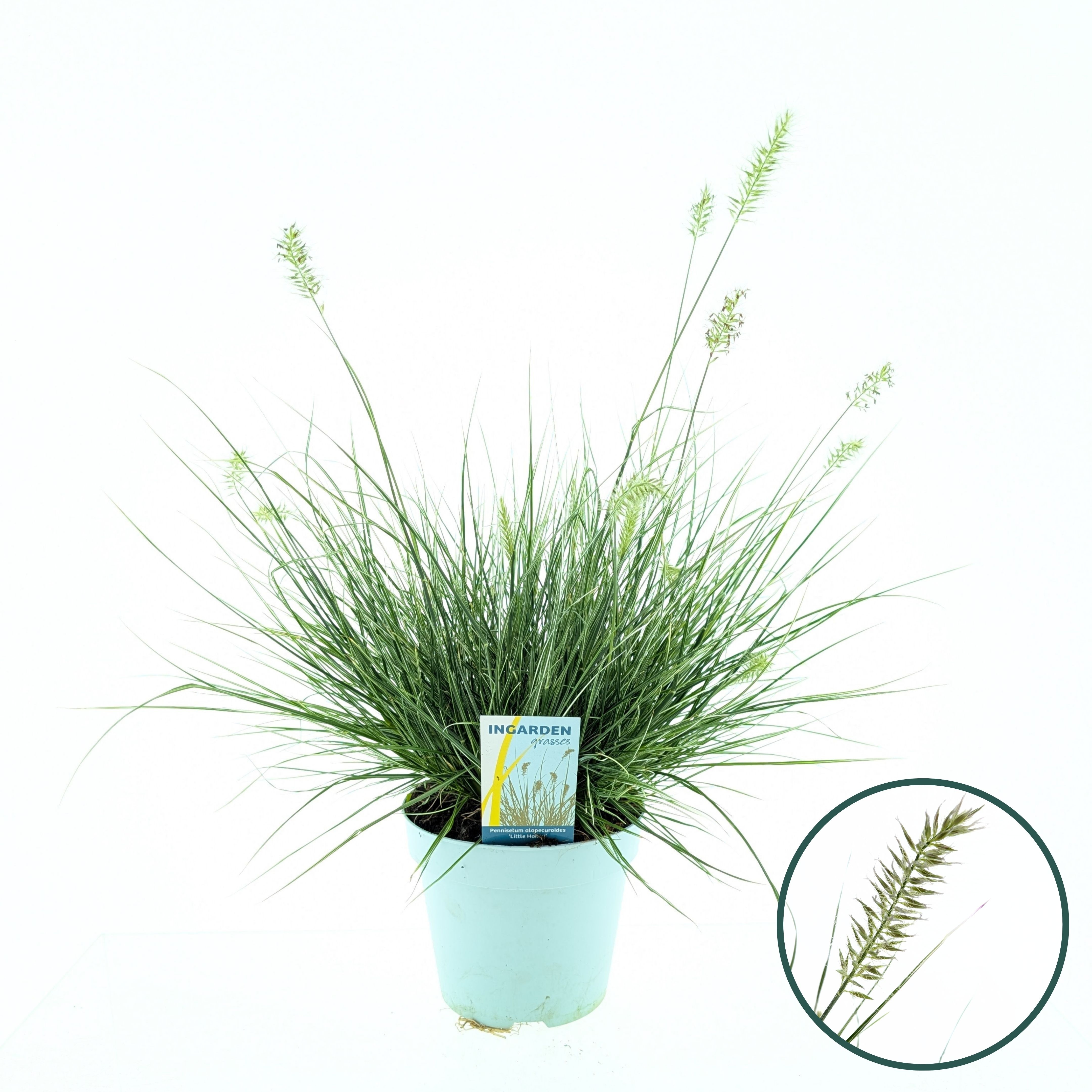 Picture of Pennisetum alopecuroides 'Litte Honey'