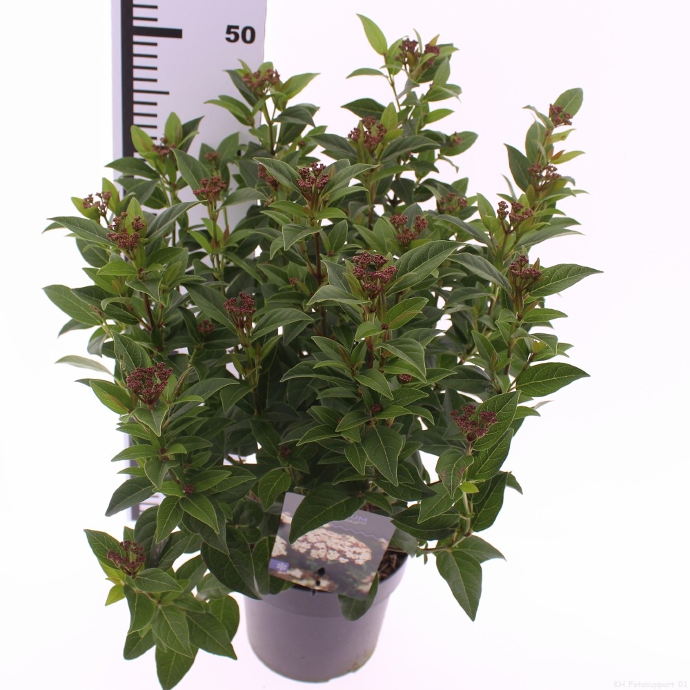 Picture of Viburnum tinus 'Ladybird' PBR