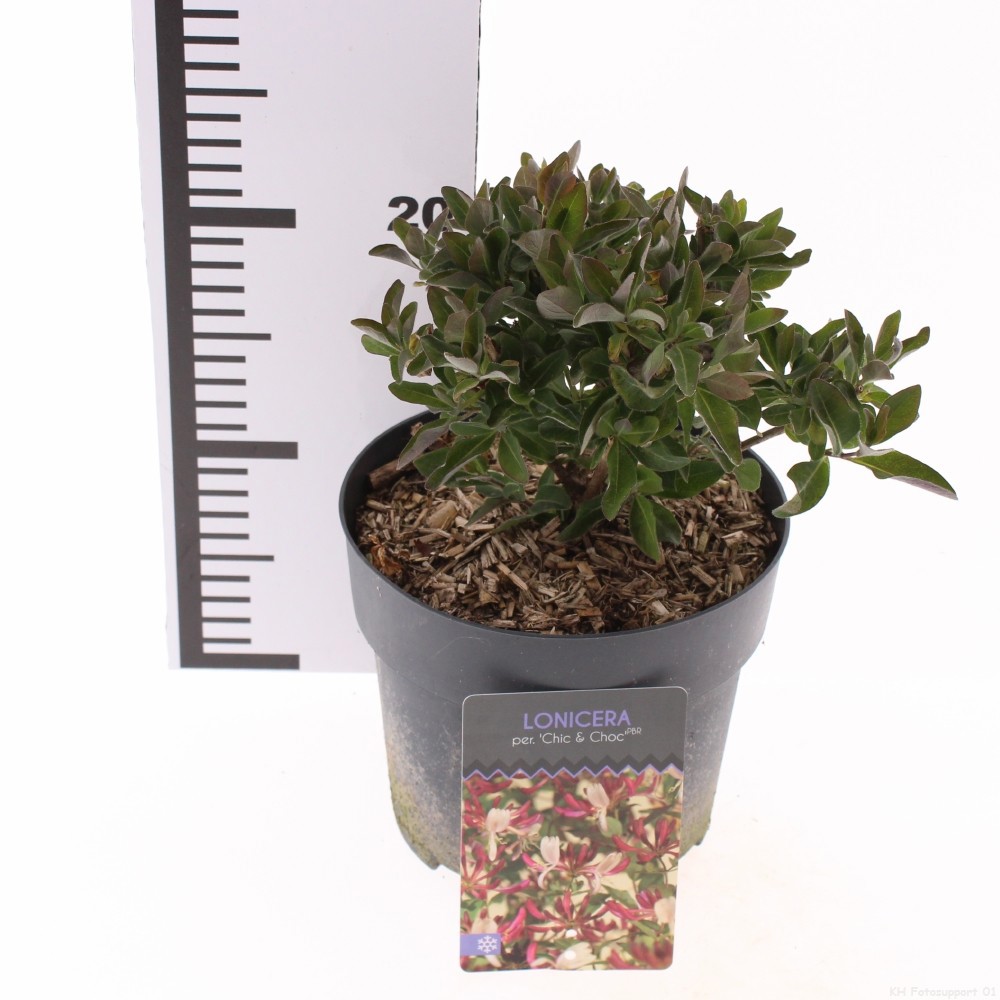 photinia red robin immergrn Glanzmispel 'Red Robin' / Photinia fraseri 'Red Robin' online kaufen