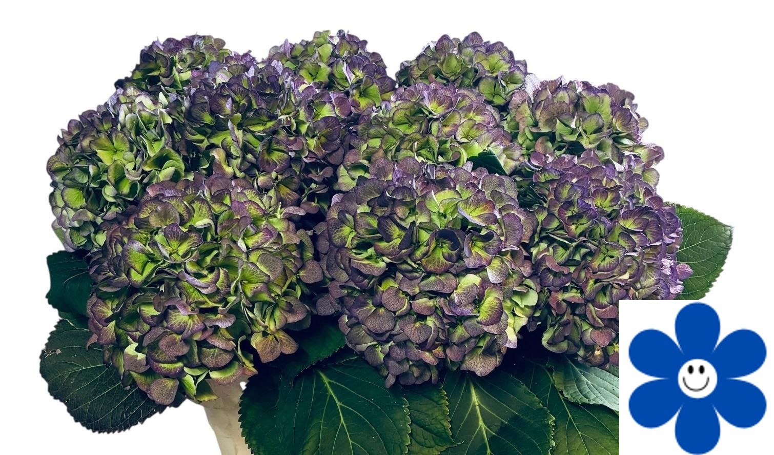 Hydrangea Verena Classic Blue 80cm 23Ø