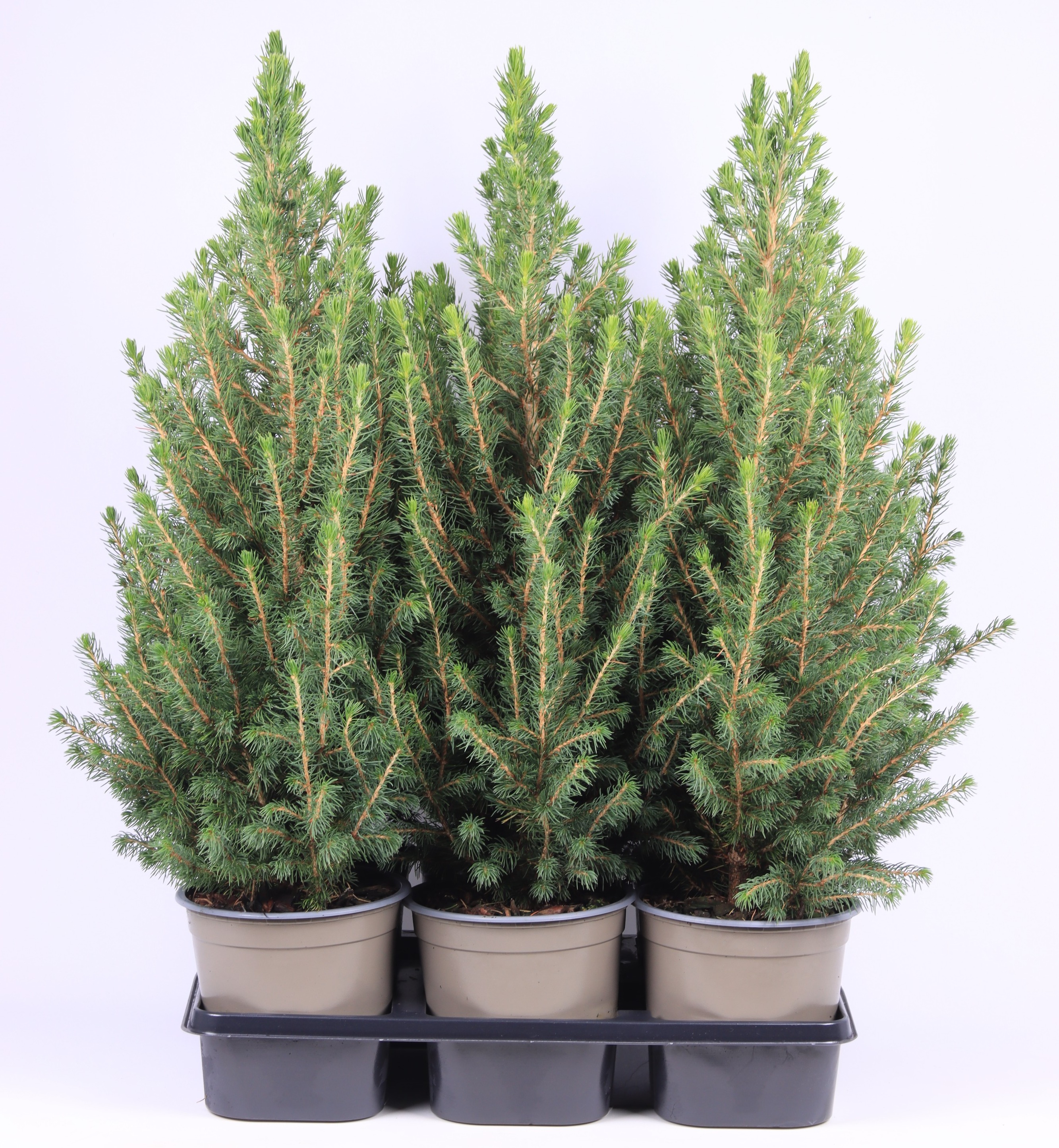 Picture of Picea glauca Conica P15