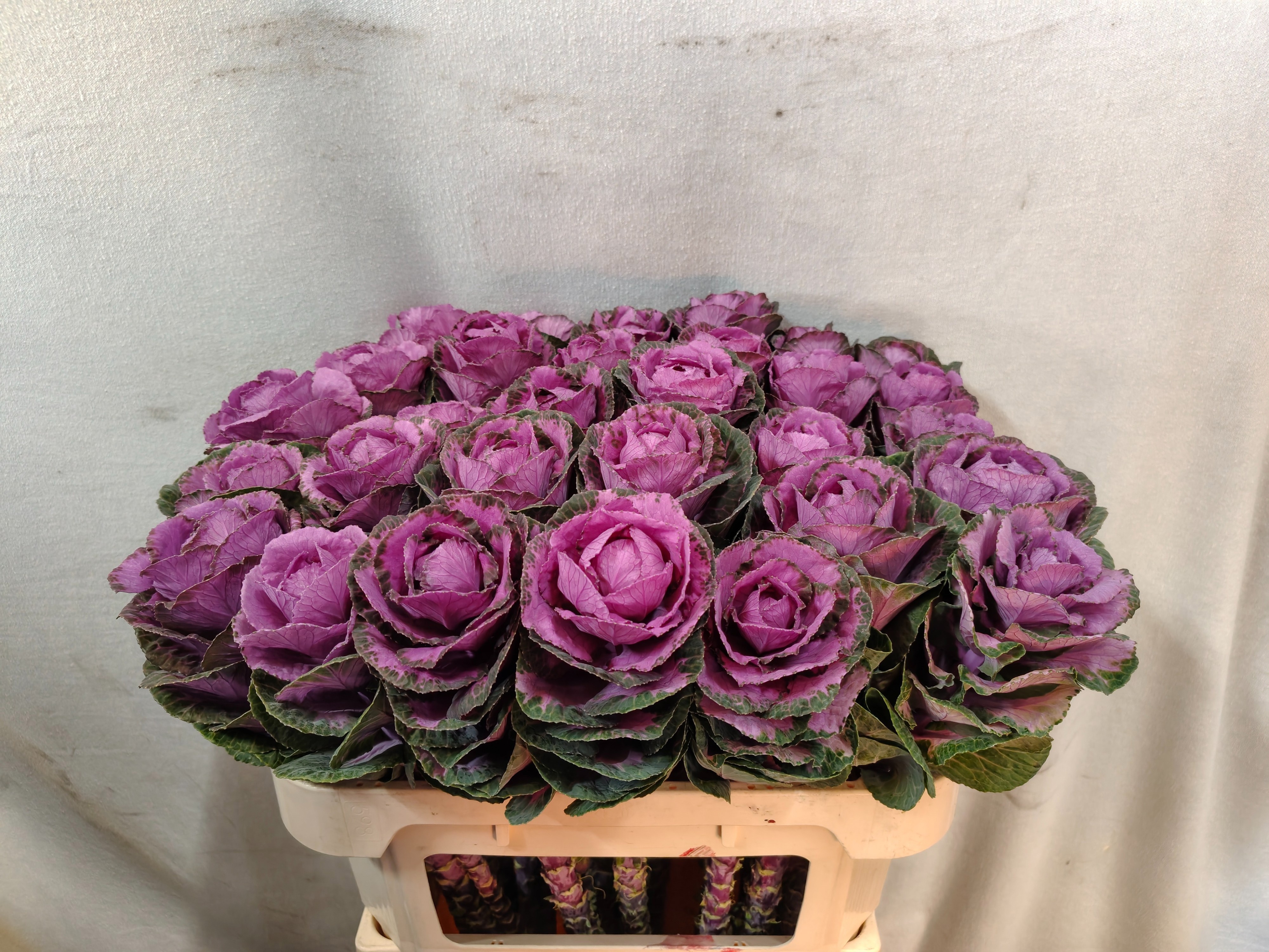 Brassica Olga 70cm