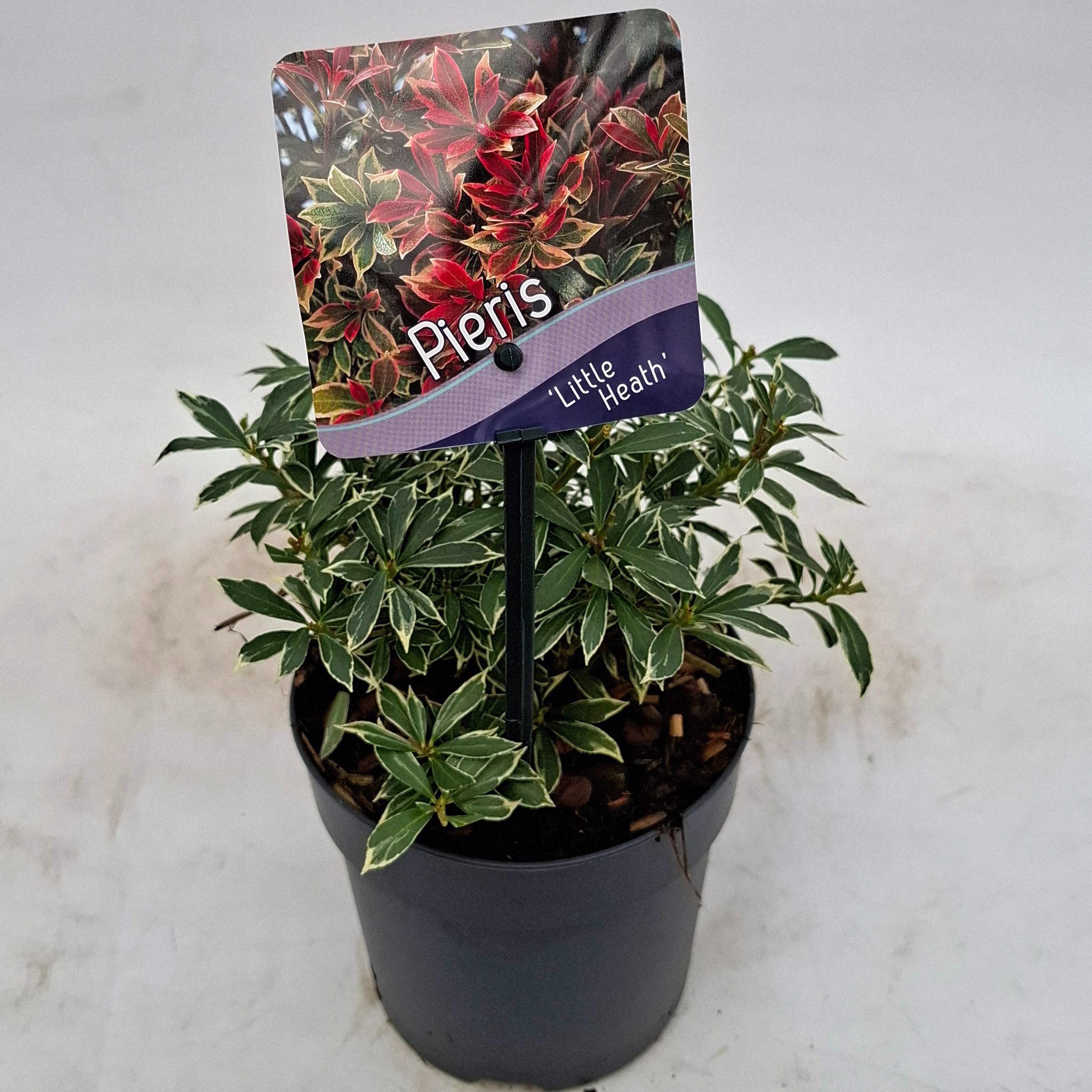 Picture of Pieris japonica 'Little Heath'