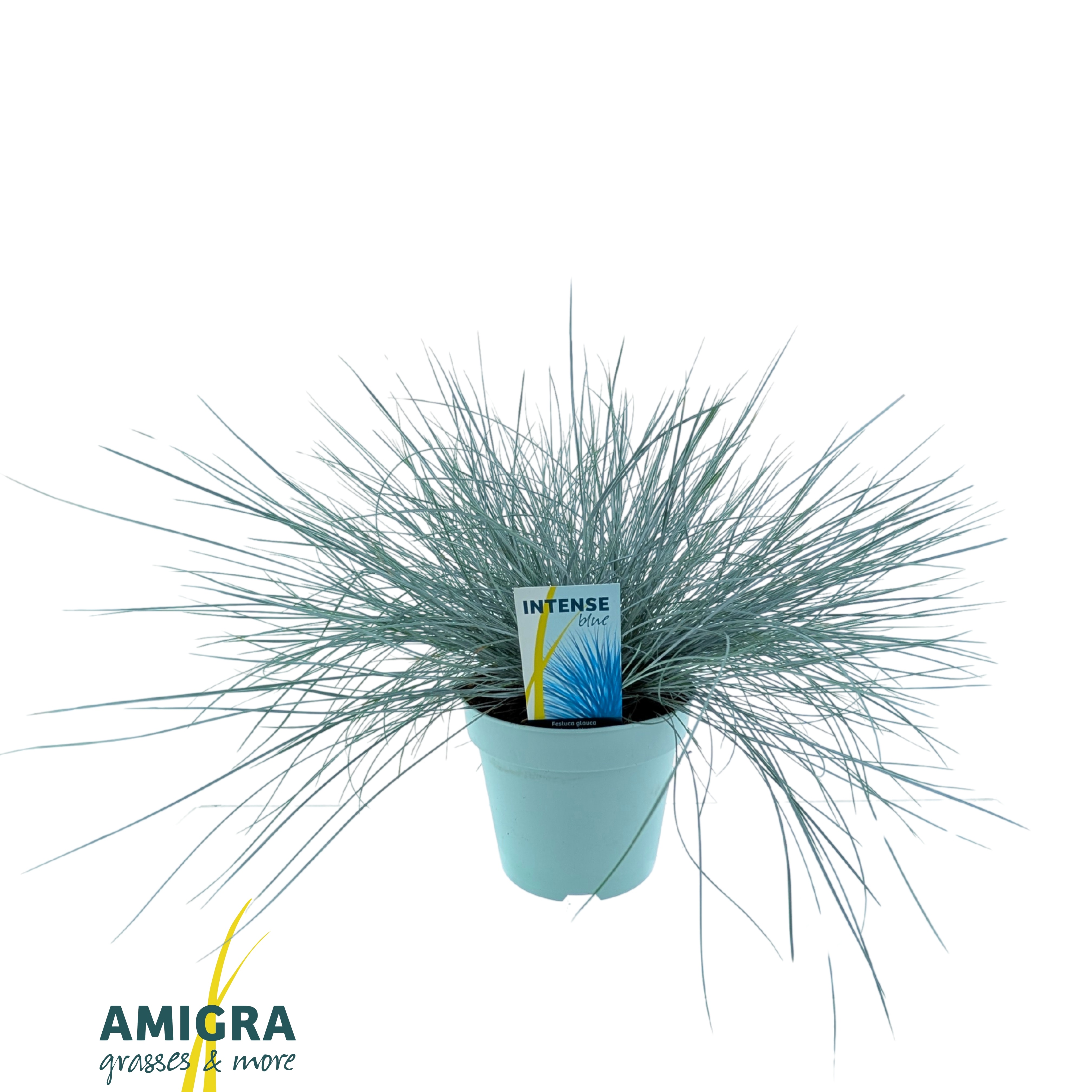 Picture of Festuca glauca Intense Blue®