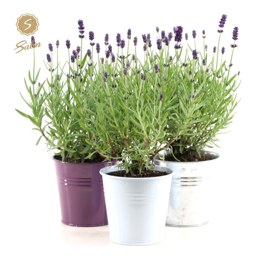Picture of Lavandula ang. 'Felice'® Collection P10,5 in Zinc Mix