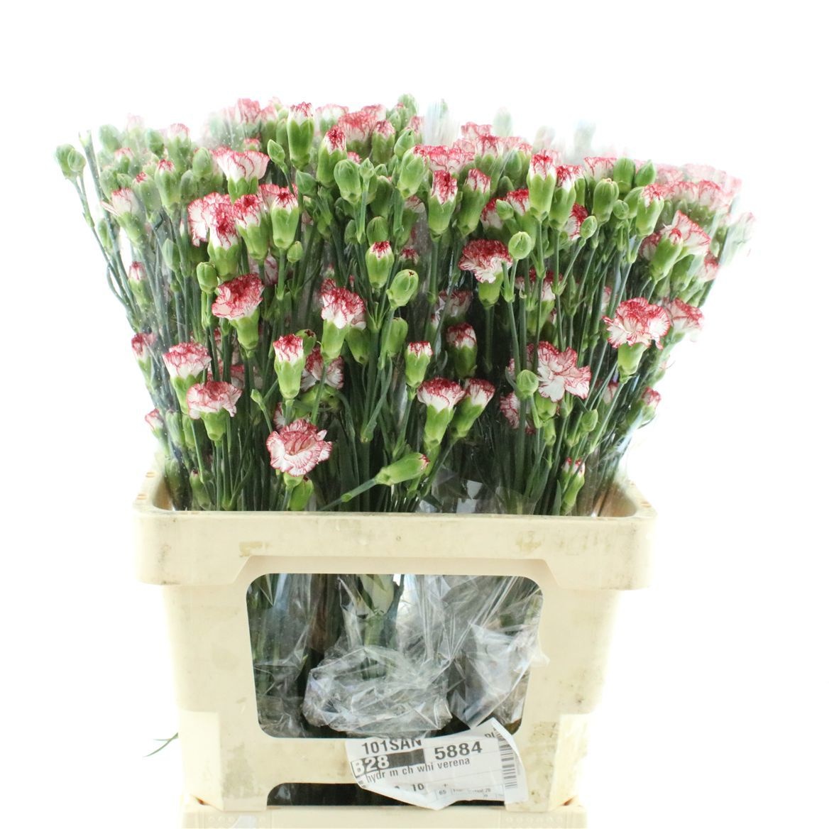 Dianthus Spr Minuetto 60cm