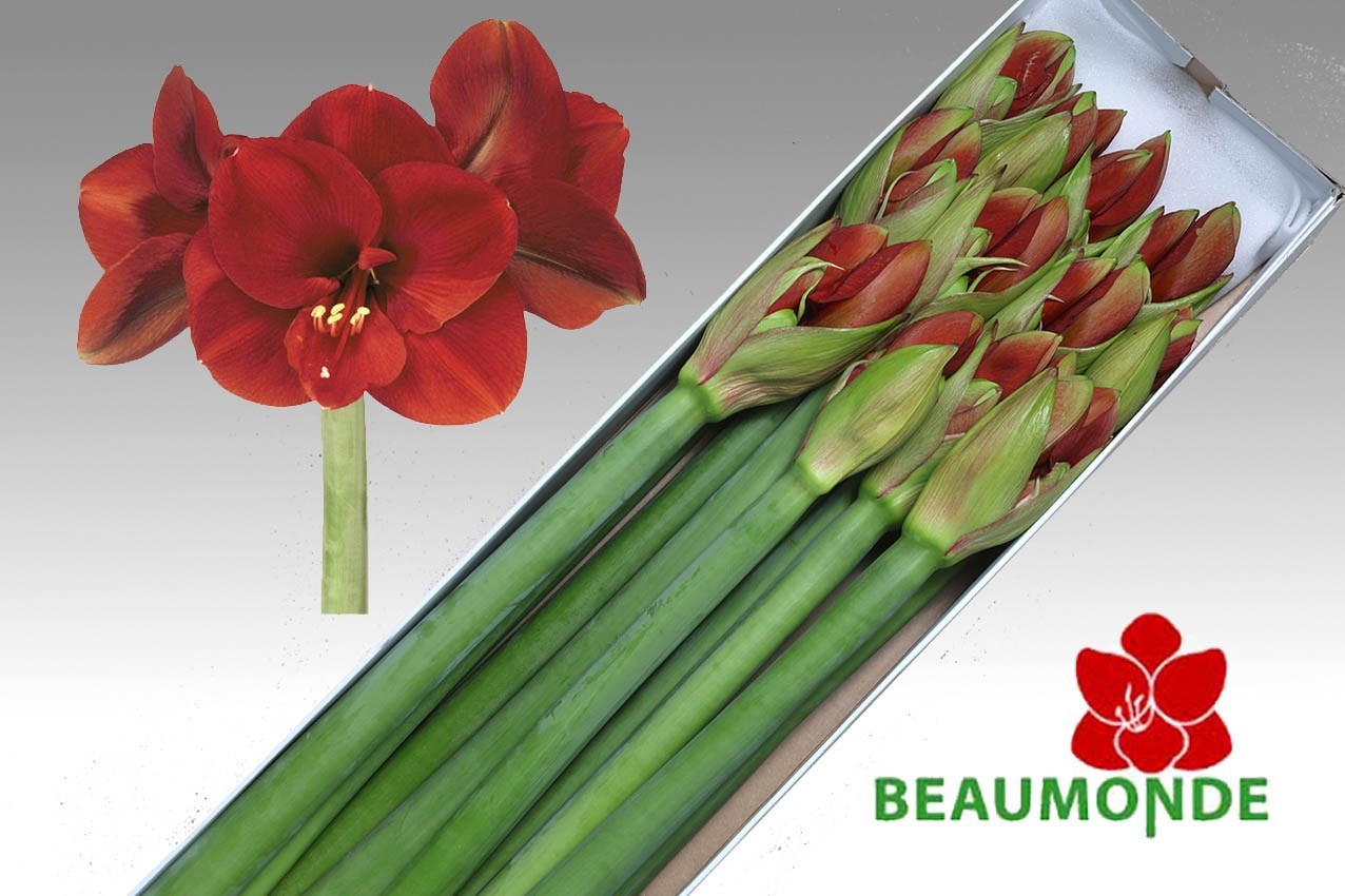 Hippeastrum Ferrari 4bl