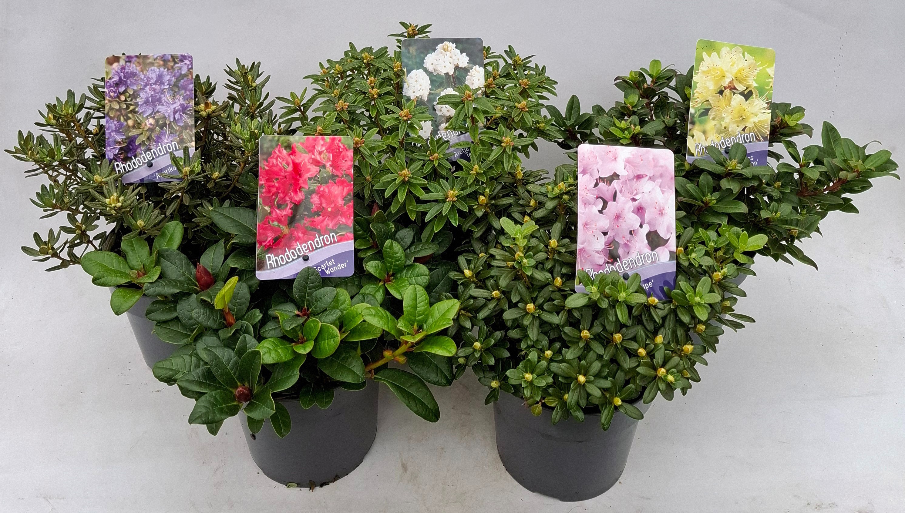 Picture of Rhododendron (dwarf) mix