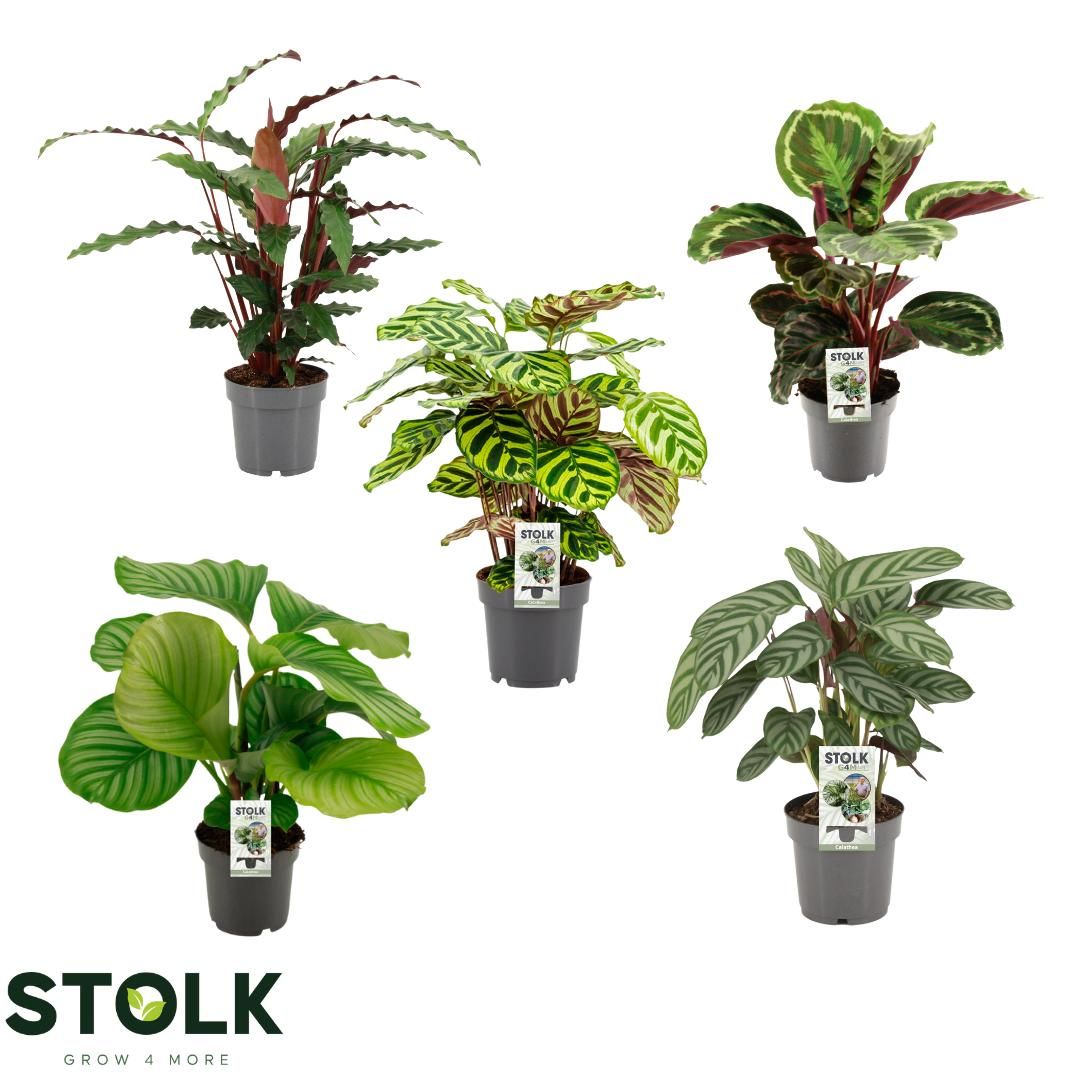 Calathea 3 soorten mix