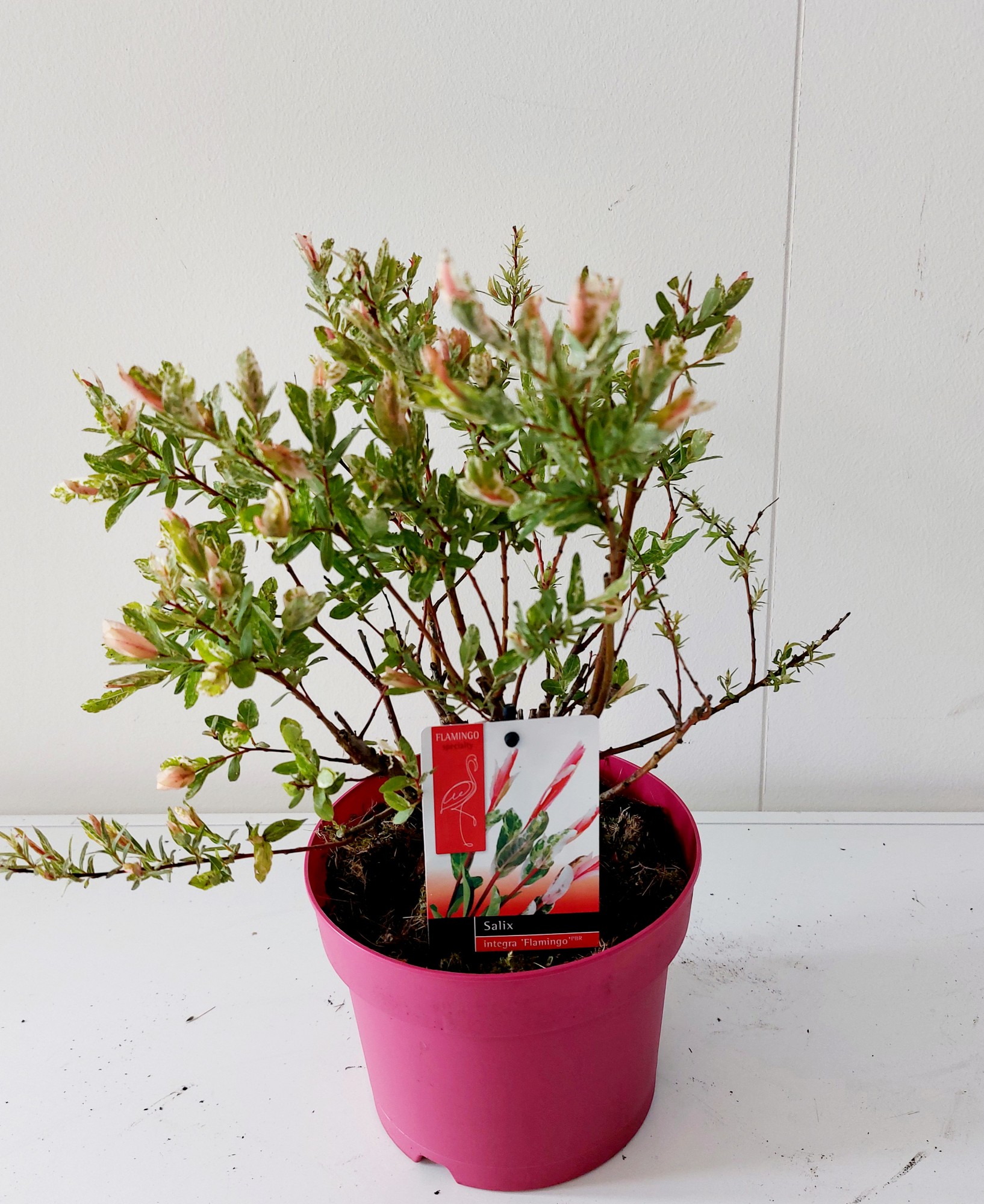 Picture of Salix Flamingo bush p17 Pink pot