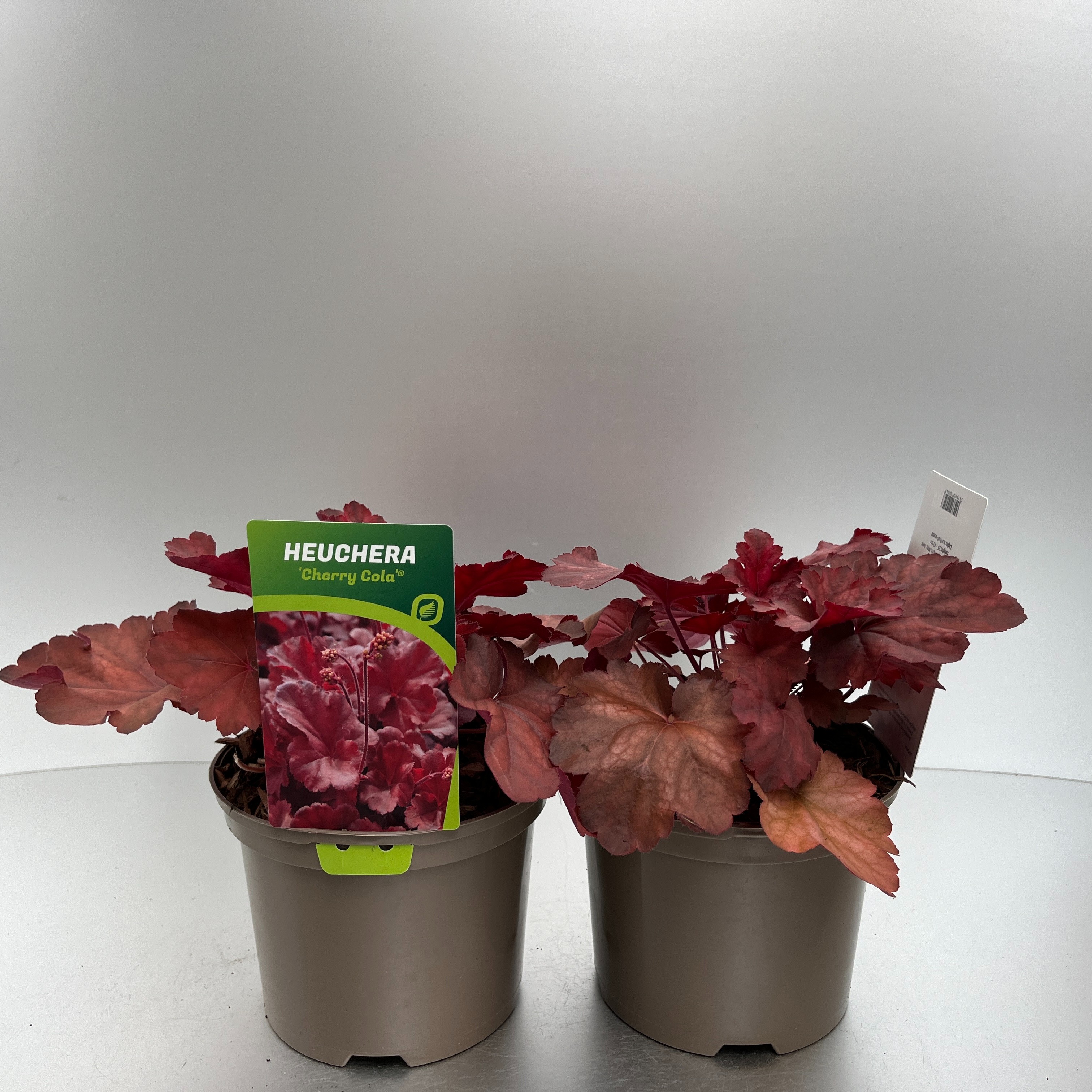 Picture of Heuchera Cherry Cola P17 (2 Ltr)