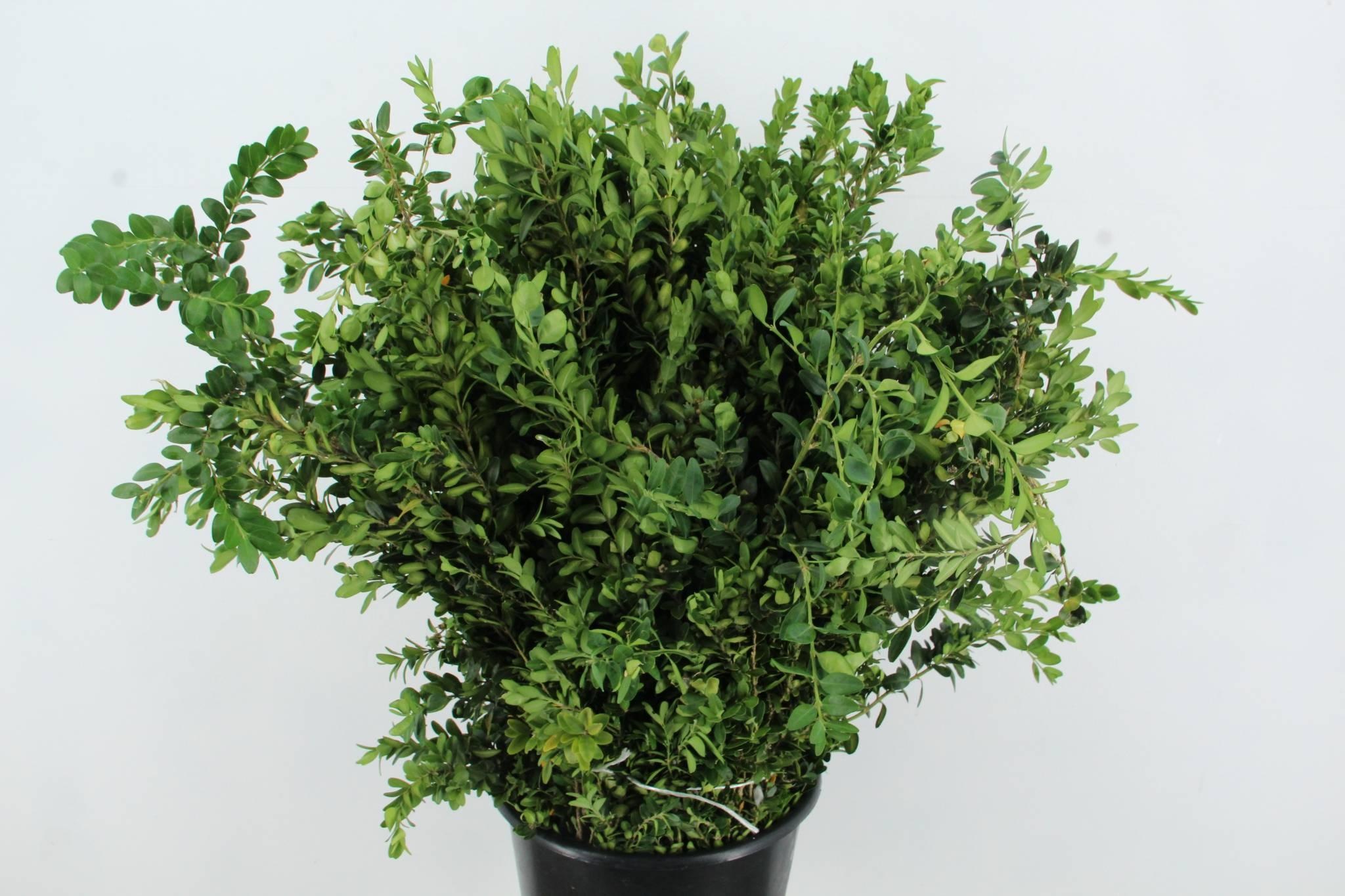 Buxus Semp 70L.cm 300gram