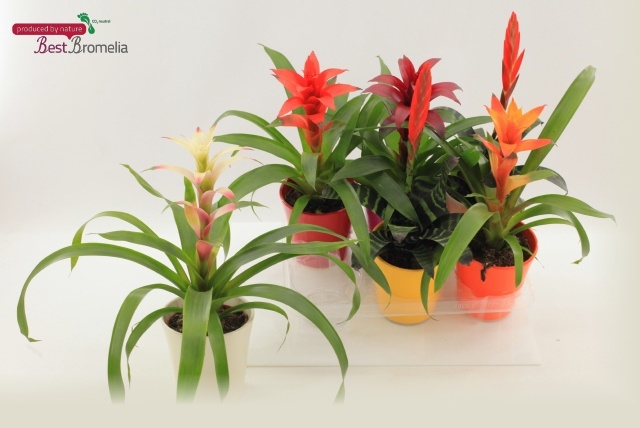 Bromelia Gemengd 13Ø 40cm