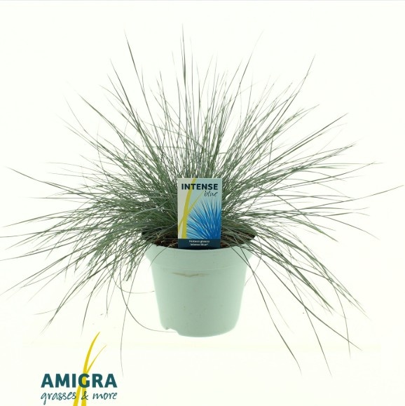 Picture of Festuca glauca Intense Blue®