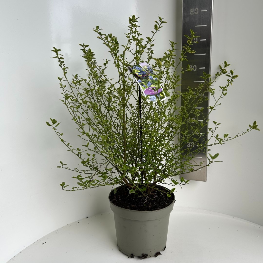 Picture of Ceanothus Eldorado P23 (5 Ltr) (LOOSE)