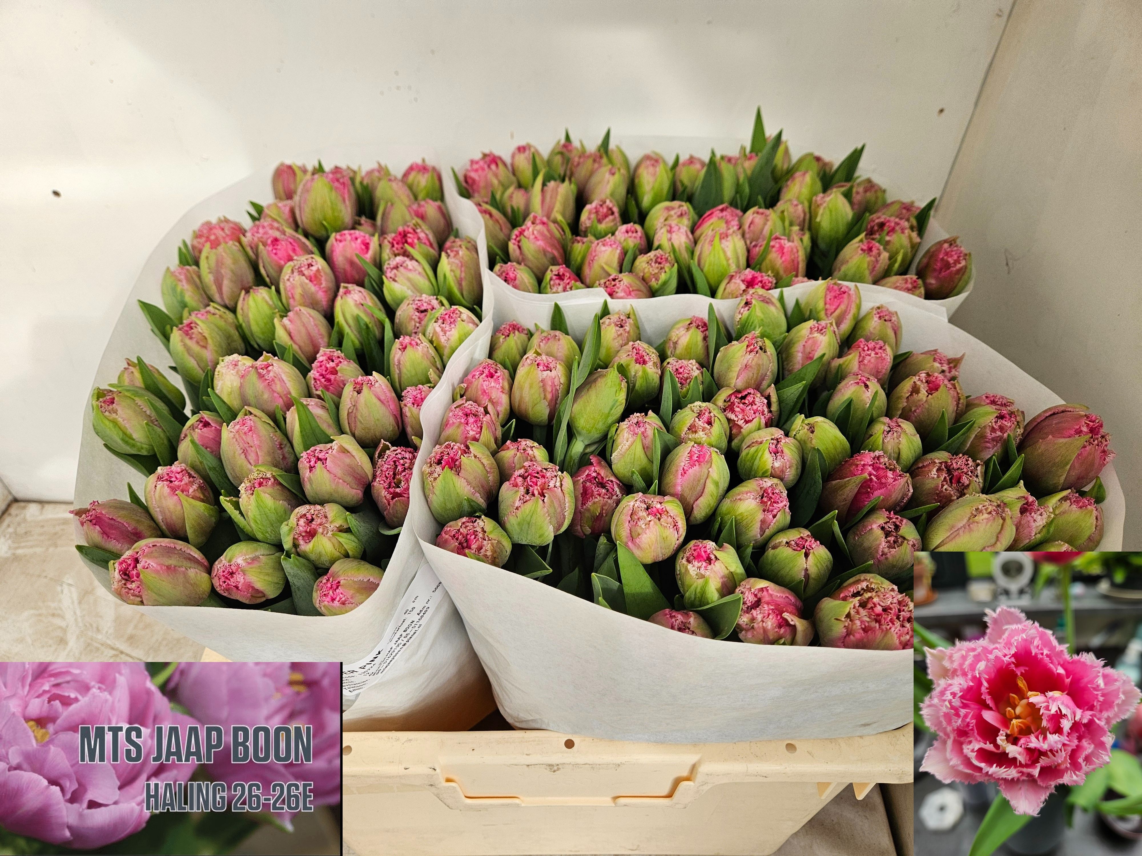 Tulipa Frilled Polder Pink 40cm 42gram