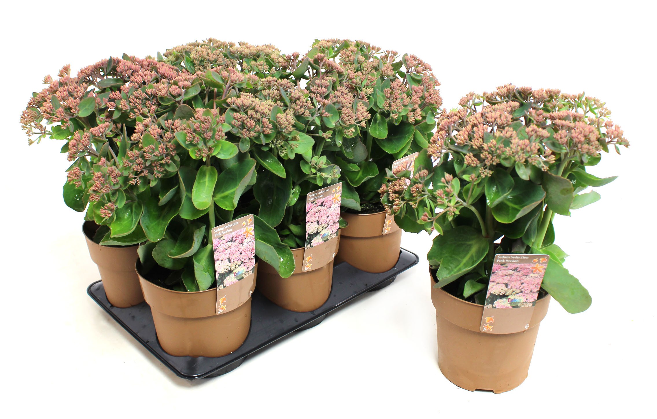 Picture of Sedum Seduction Pink Passion P15