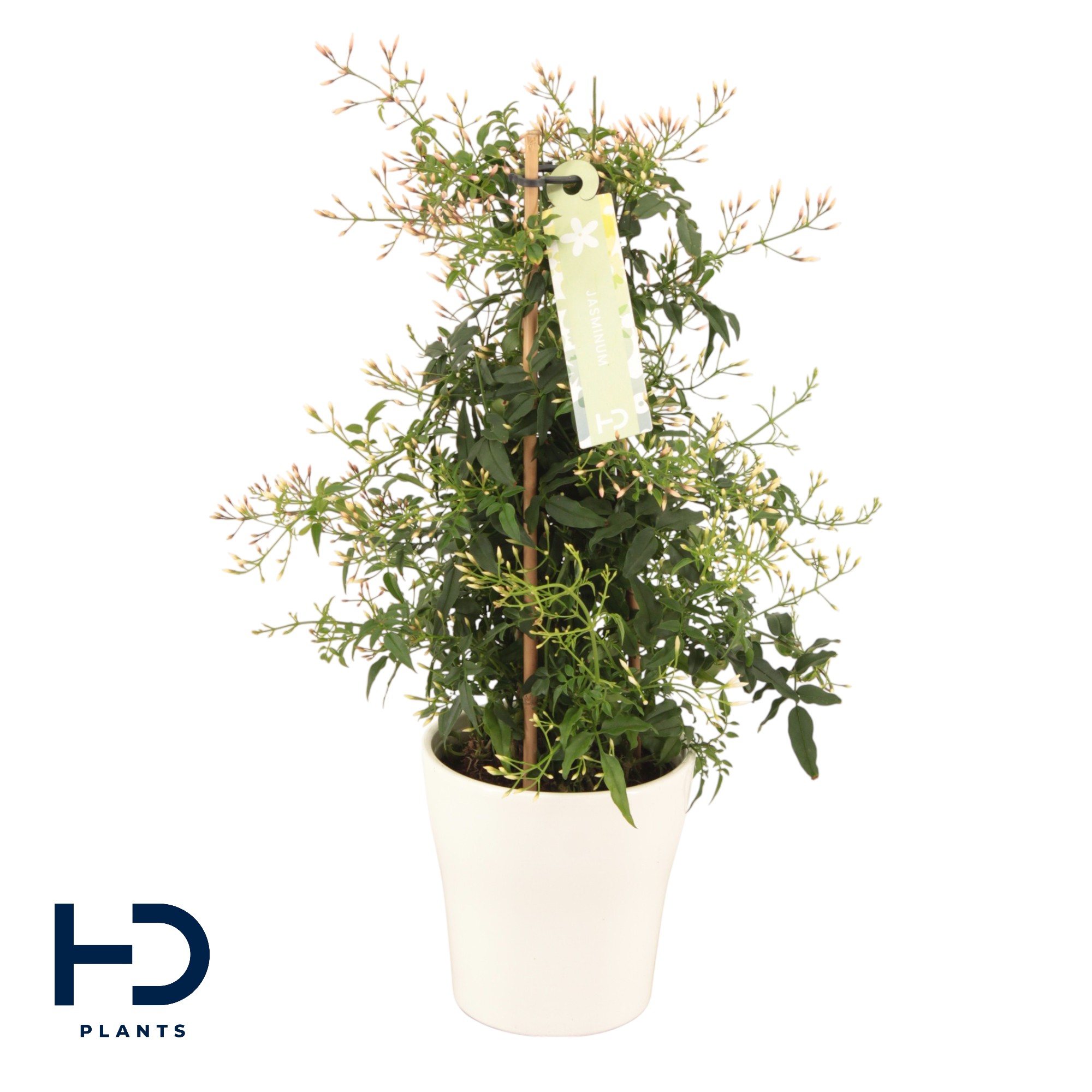 Picture of Jasminum Polyanthum column Anna ceramic P12