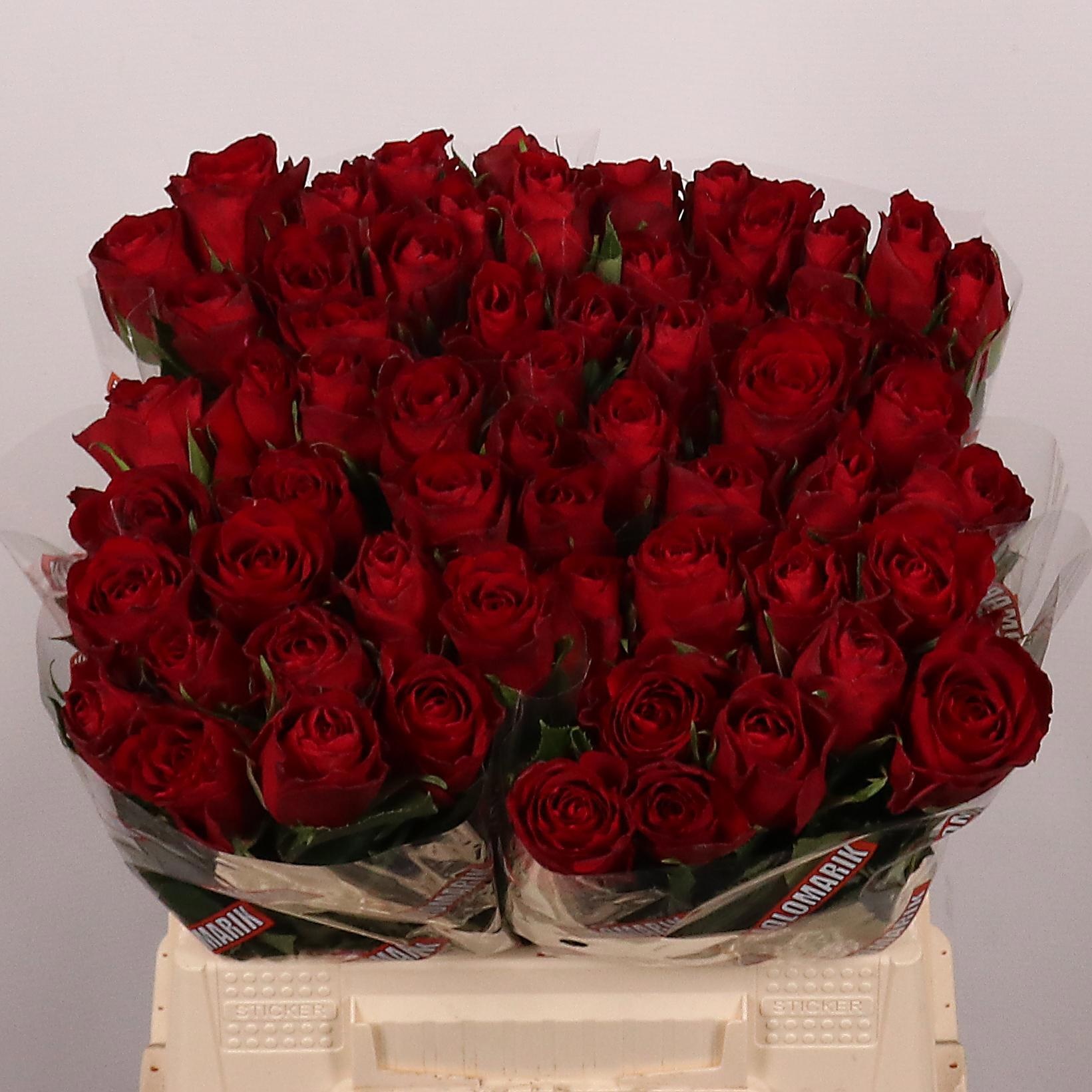 R Gr Madam Red