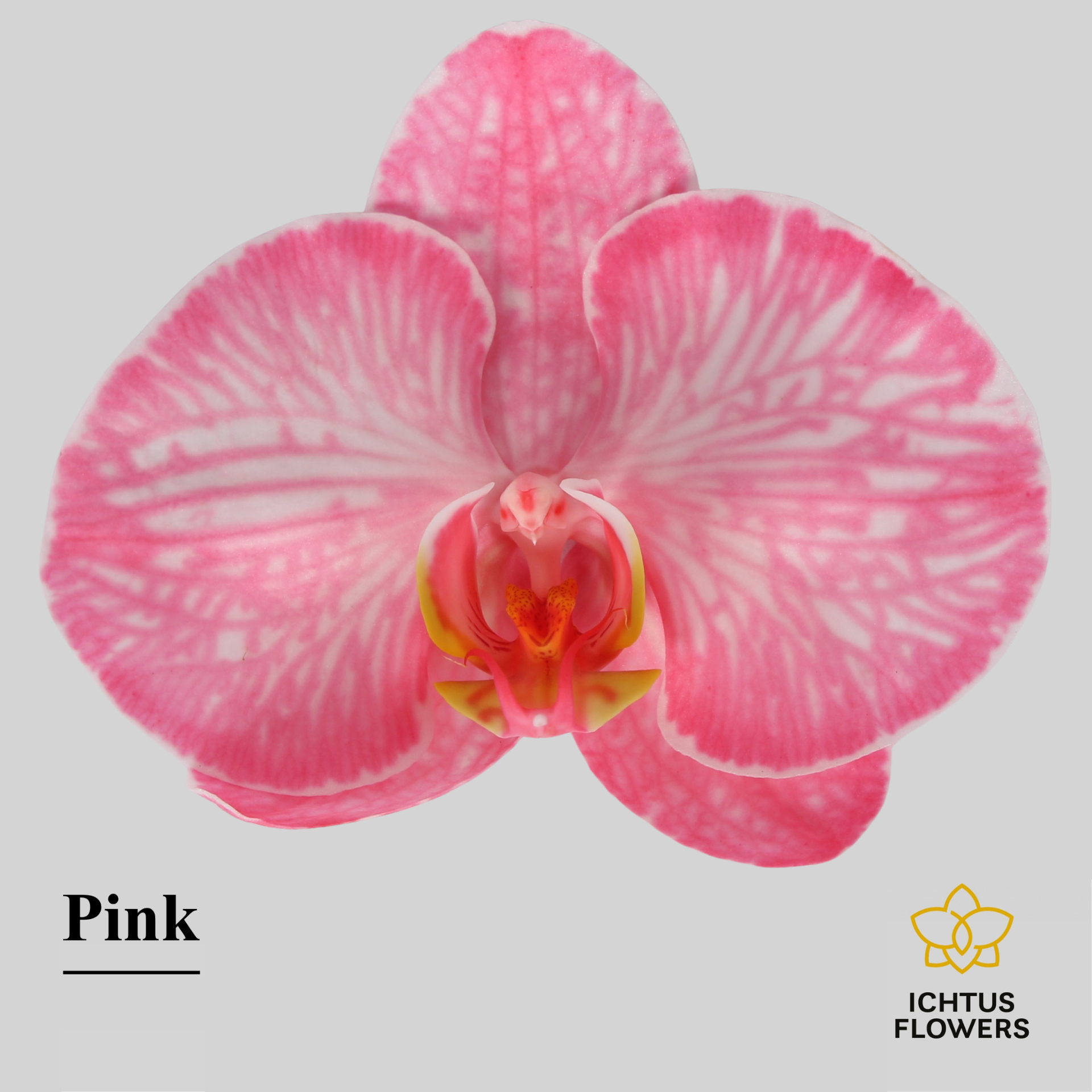 Phal Painted Excl. Pink Bloem 25 Bloemen