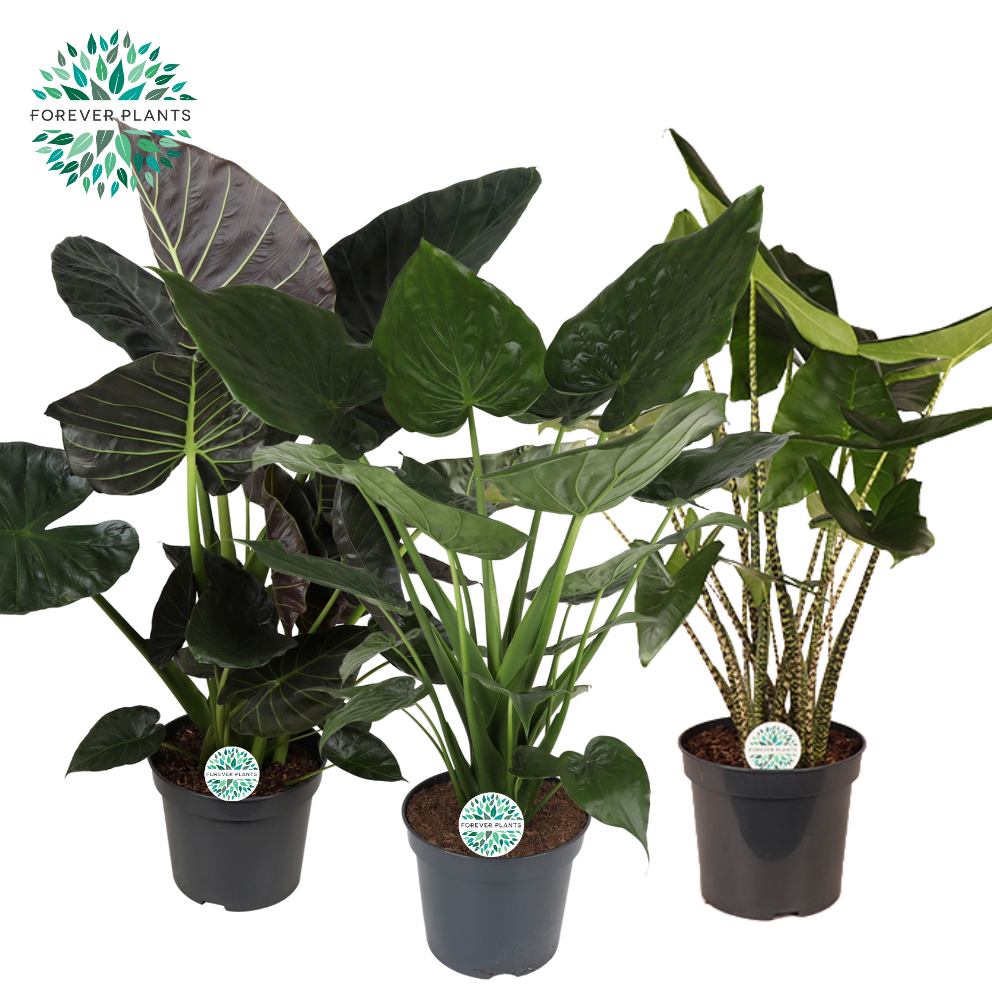 Picture of Alocasia in varieties XXL P35 110cm (LOOSE)