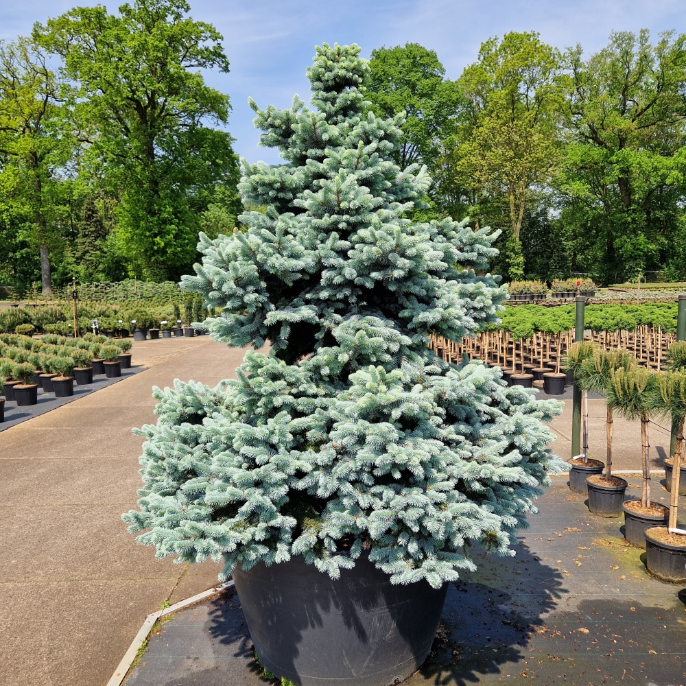 Picture of Picea pungens Glauca Globosa C500 PYRAMID-175/200