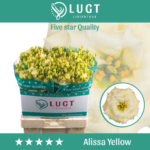 Eus G Alissa Yellow