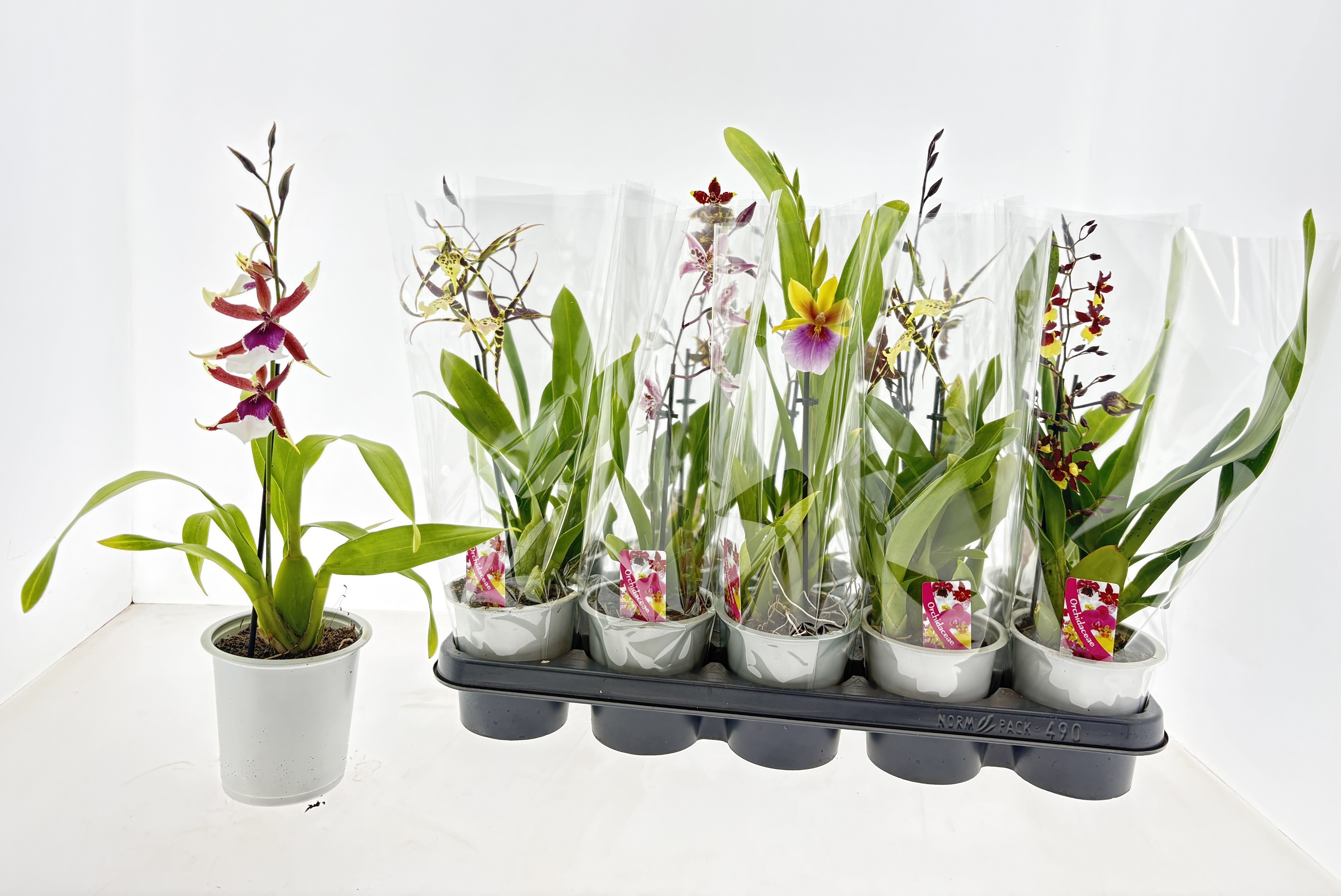 Orchideeen Gem 12P 40H 1TAK 4bloem 12bloei
