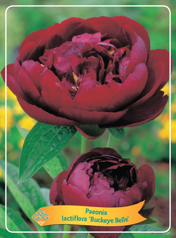 Picture of Paeonia Lactiflora Mix CC P11