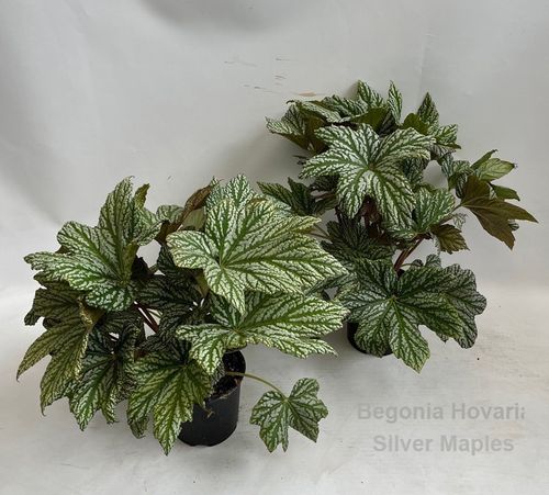 Begonia Hovaria Silver Maples  p14 Hova