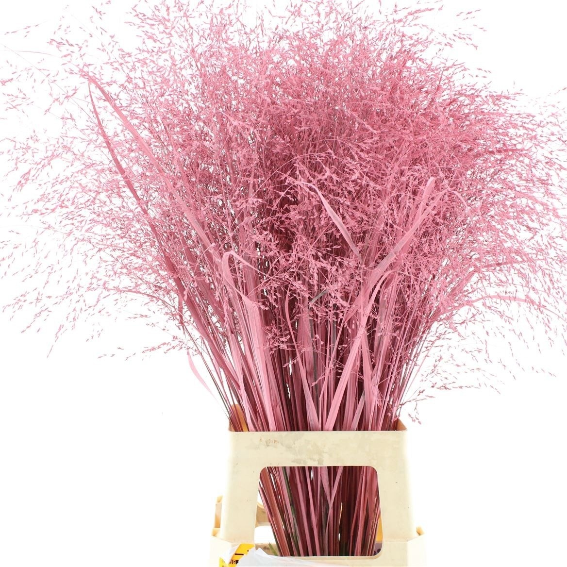 Ornamental Grass Painted (PANICUM)