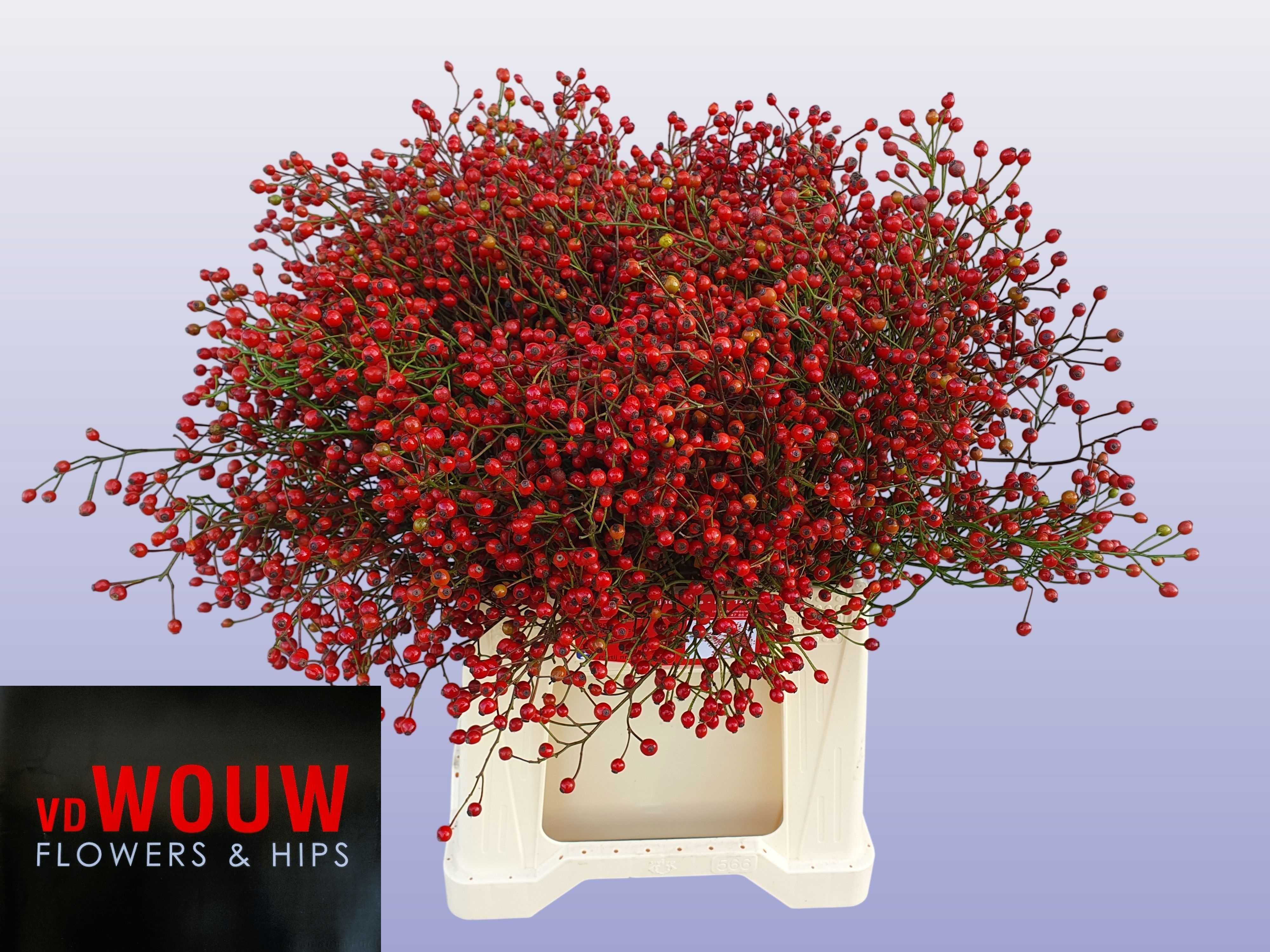 Rosa F Aut Splendor 45cm