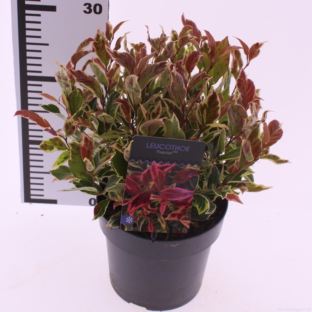 Picture of Leucothoe 'Firestar' PBR