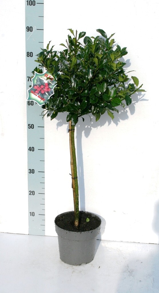 Picture of Ilex mes. Blue Maid P19 (3 Ltr) 40/ STD POTTED (LOOSE)