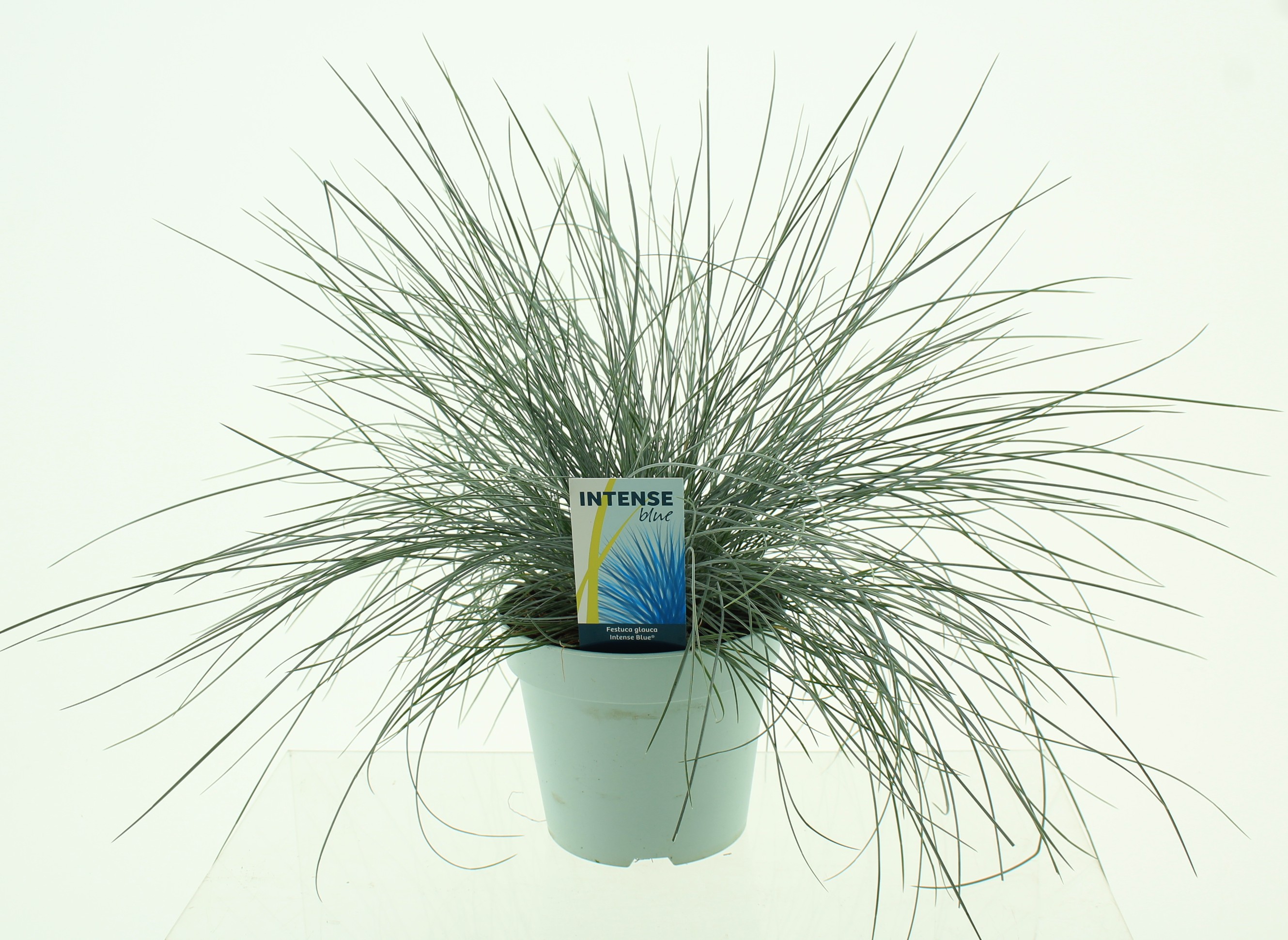 Picture of Festuca glauca Intense Blue®