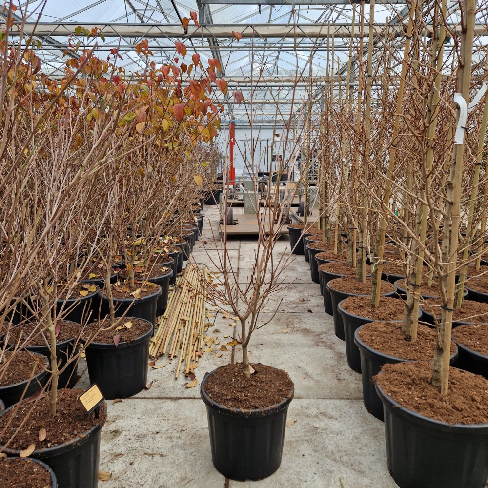 Picture of Cornus kousa Roberts Select' P36 140CM (LOOSE)