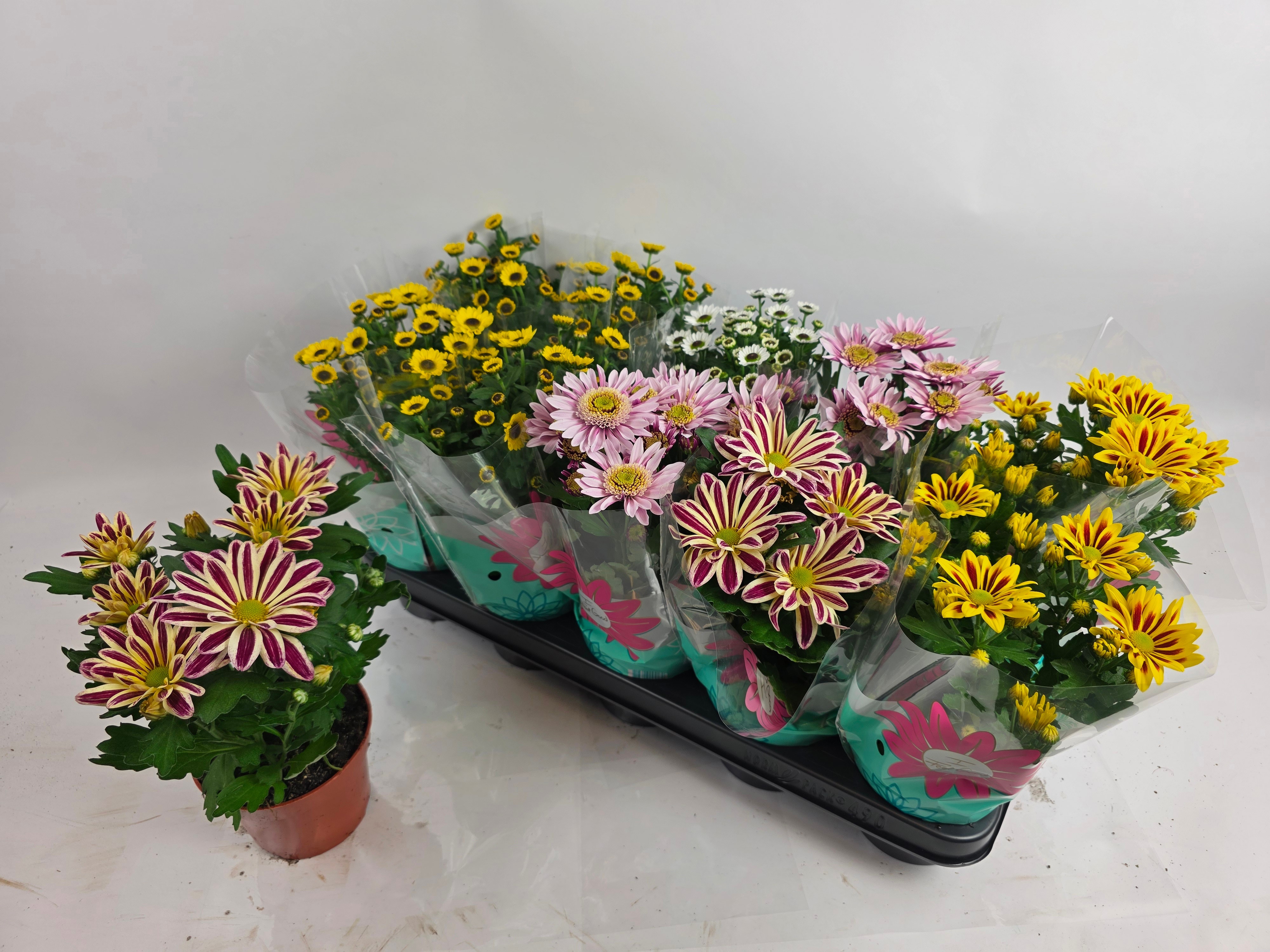 Chrys Gemengd 5 Kleu 12Ø 28cm