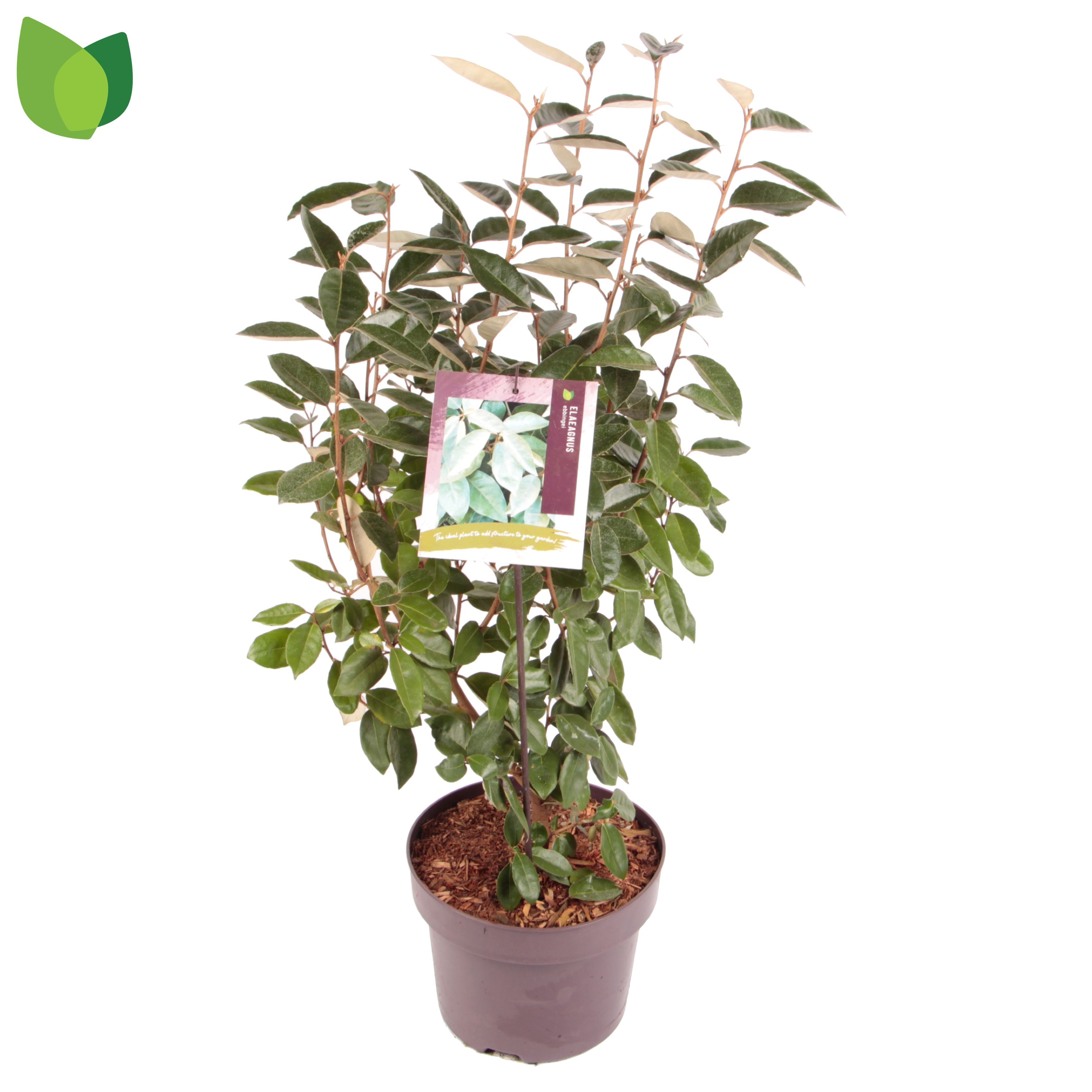 Elaeagnus ebbingei