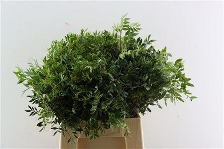 Pistacia Leaves Per Bunch 40cm