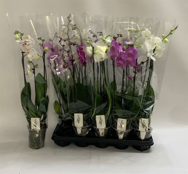 Phalaenopsis Asst 12Ø 70cm