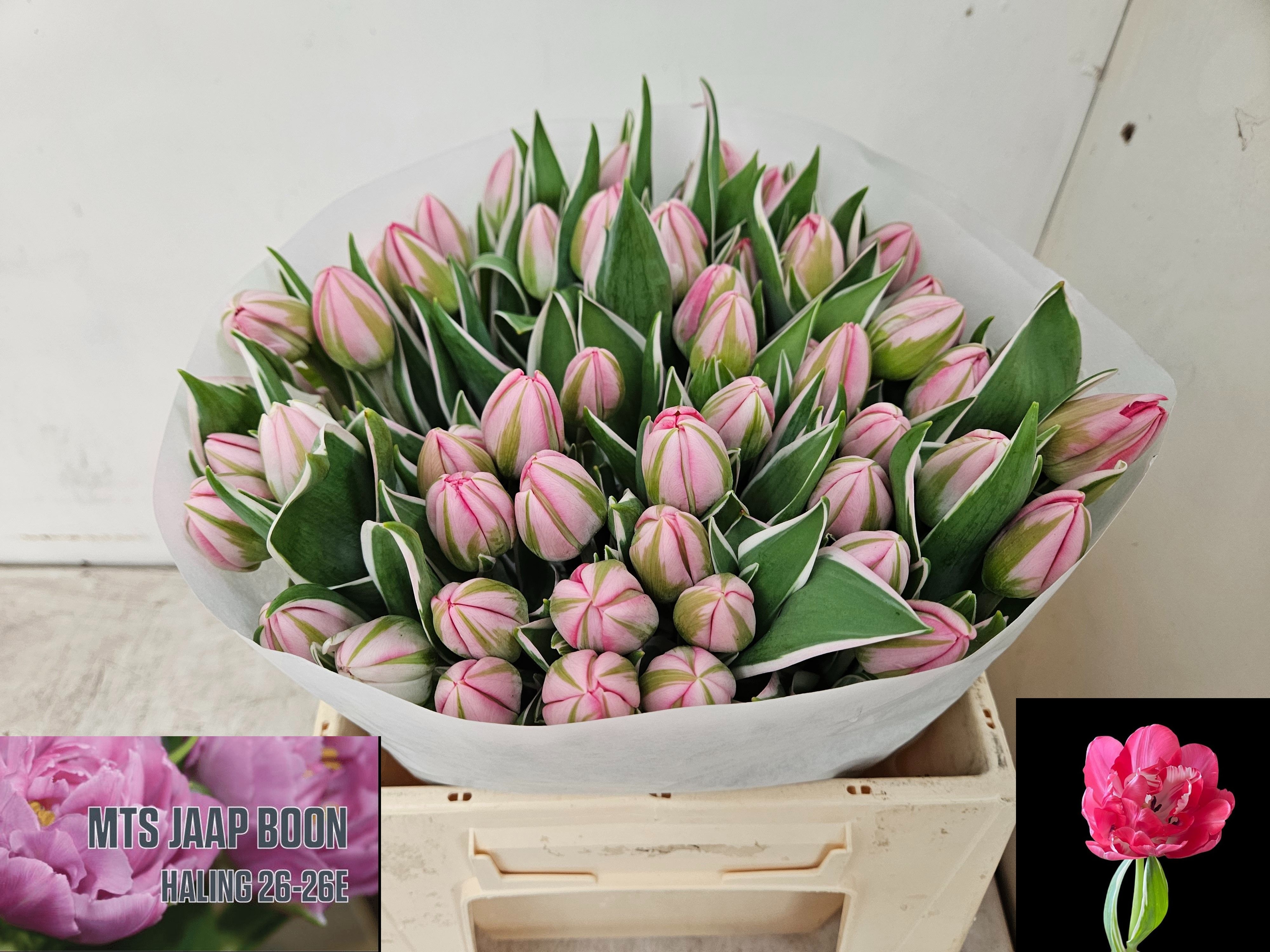 Tulipa Double Beth Hart 36cm 34gram