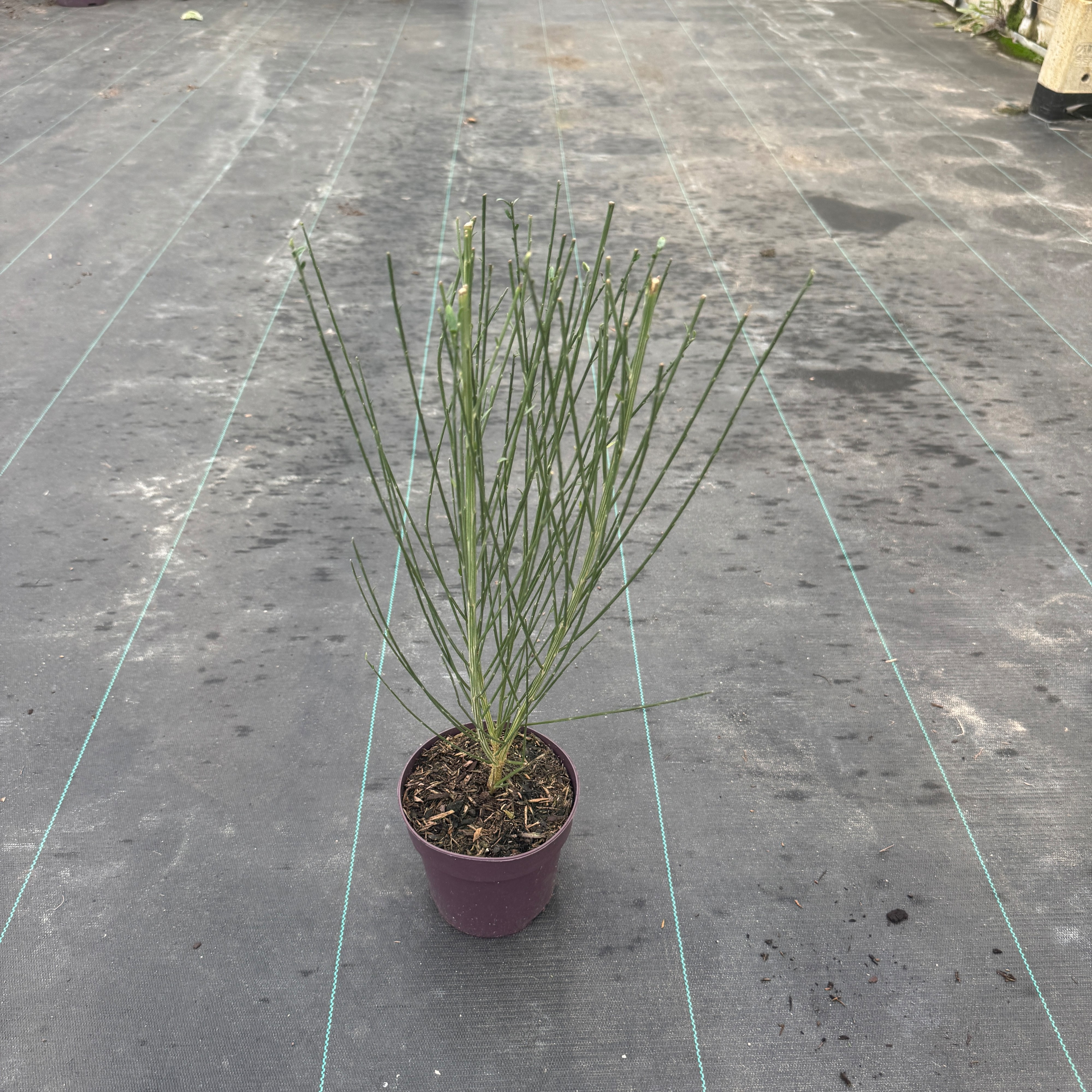 Cytisus 'White Lion'