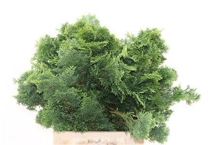 Chamaecyparis Obtusa Nana Gr 40cm