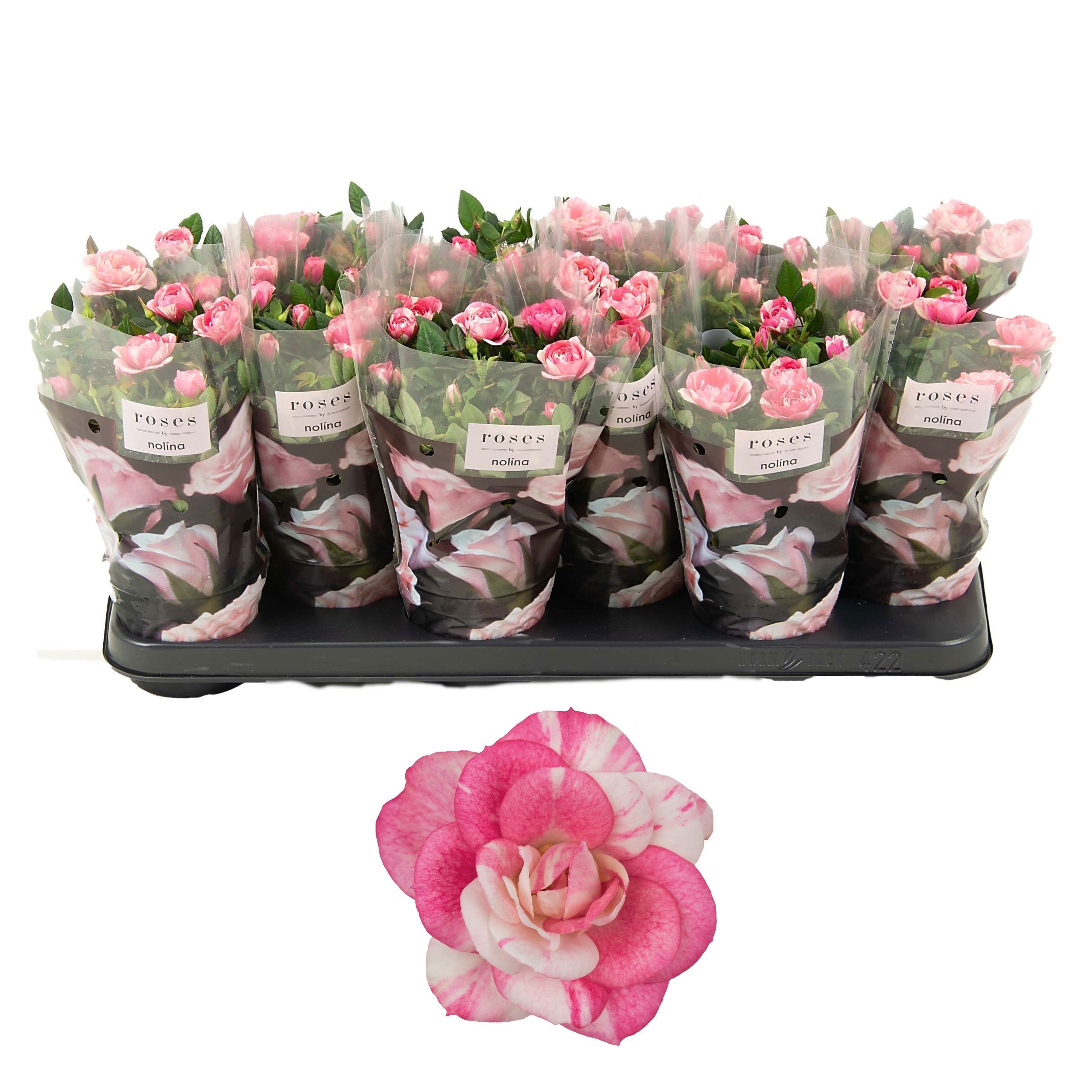 Nolina Roses Special Ø 10,5 Cm. Vieve
