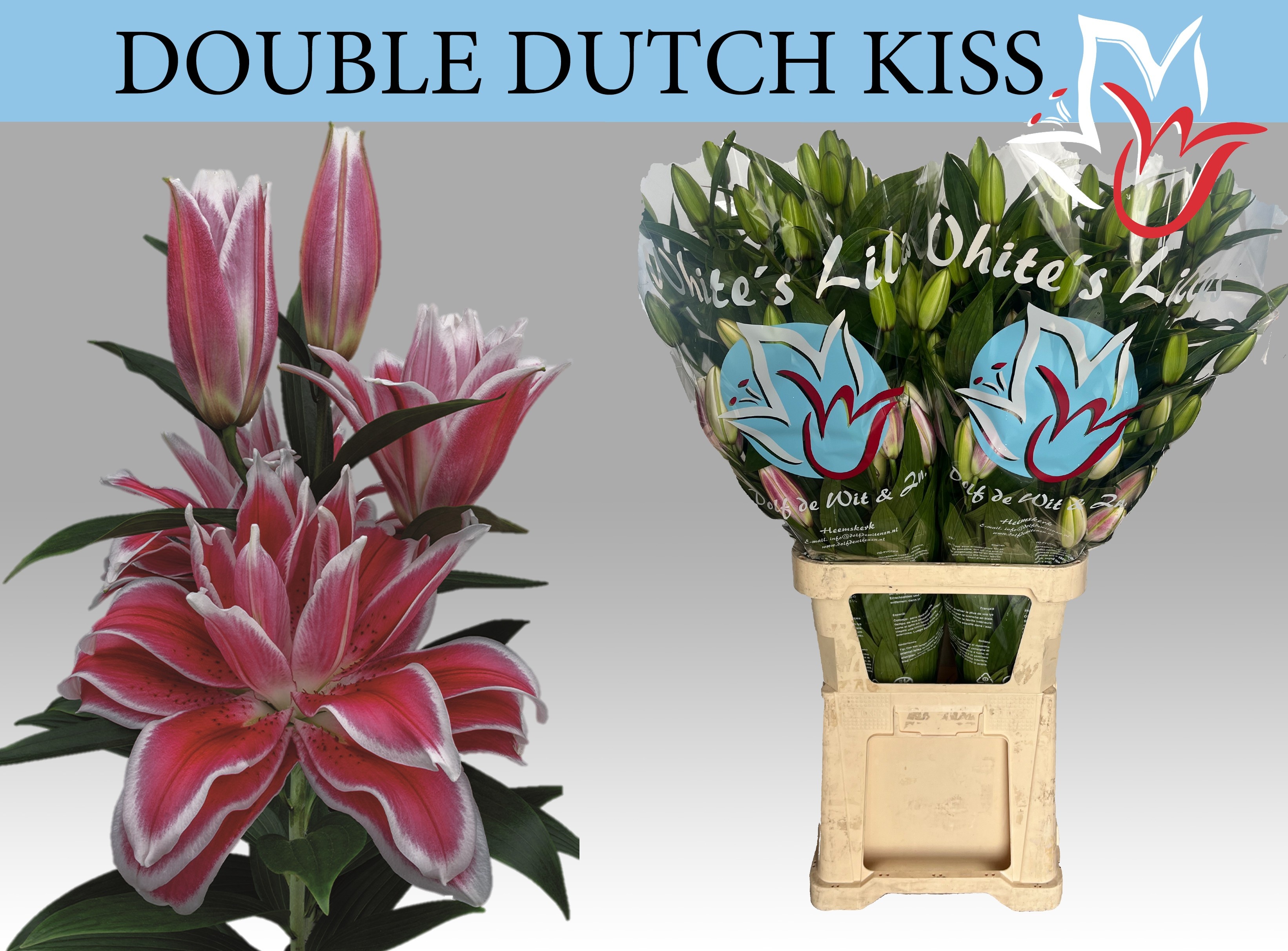 Li Or Du Dd Kiss 95cm 5/7bl
