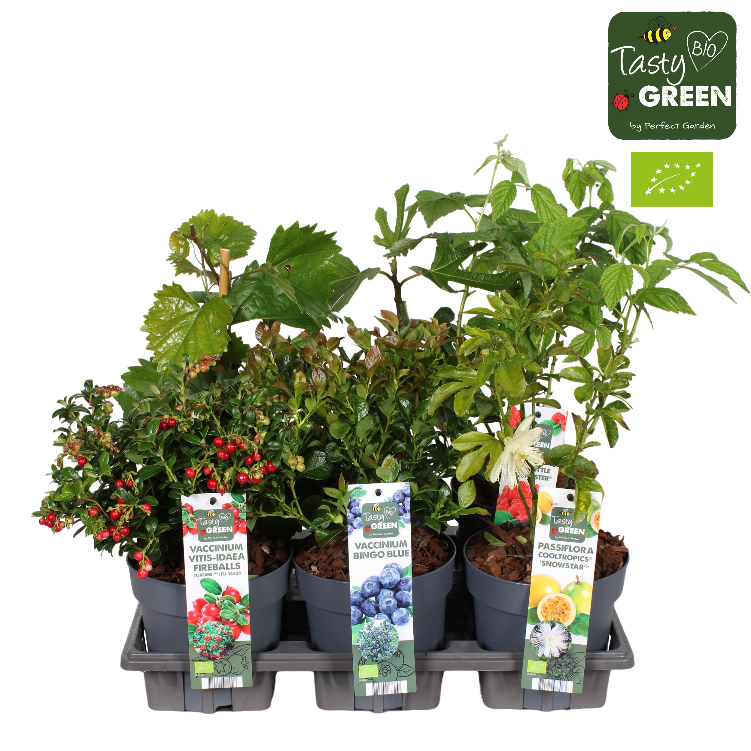 Picture of Fruit mix tray potcover Bio P14